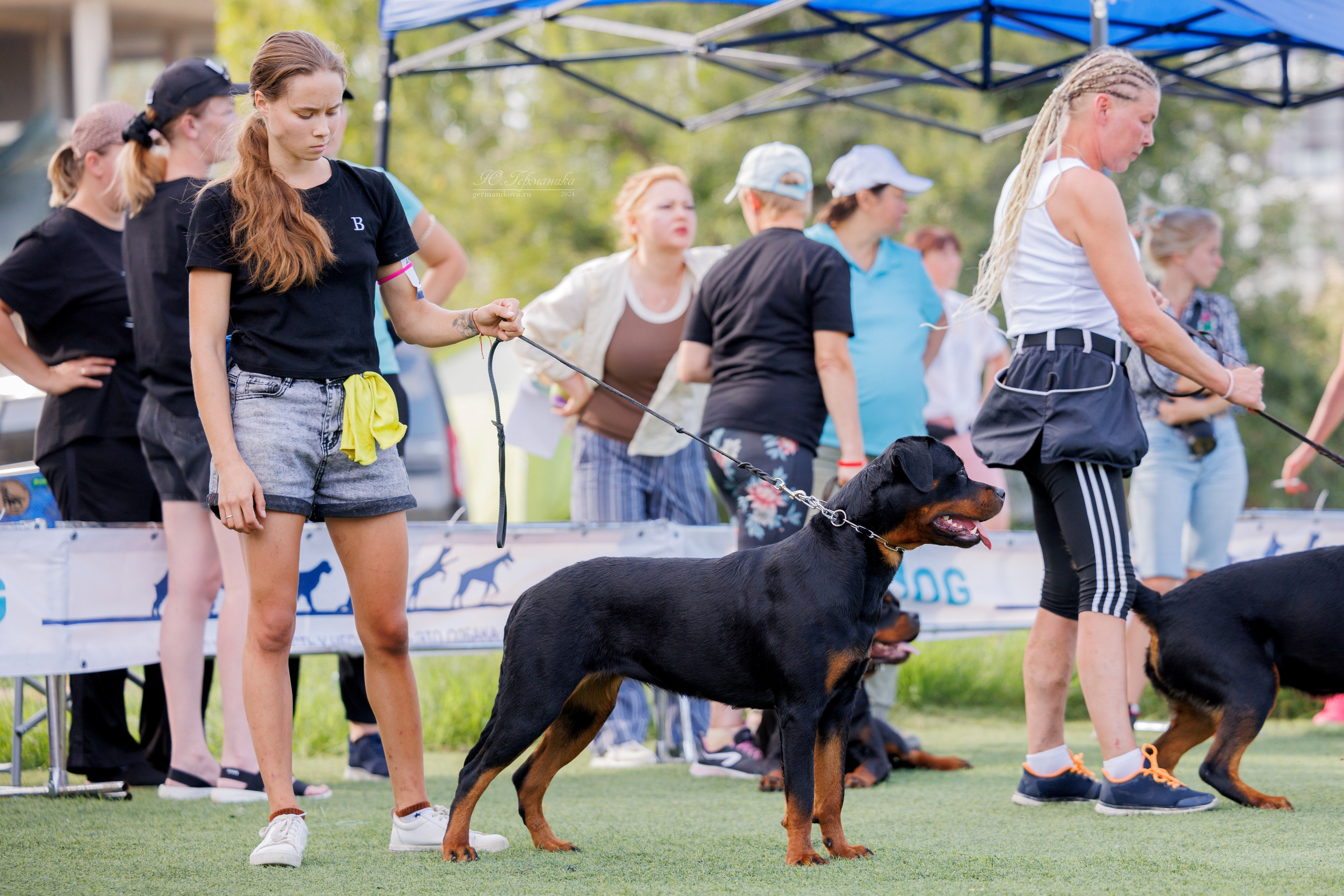 Анапа ротвейлеры 14-15.09.2024. Фотограф-анималист Юлия Германика