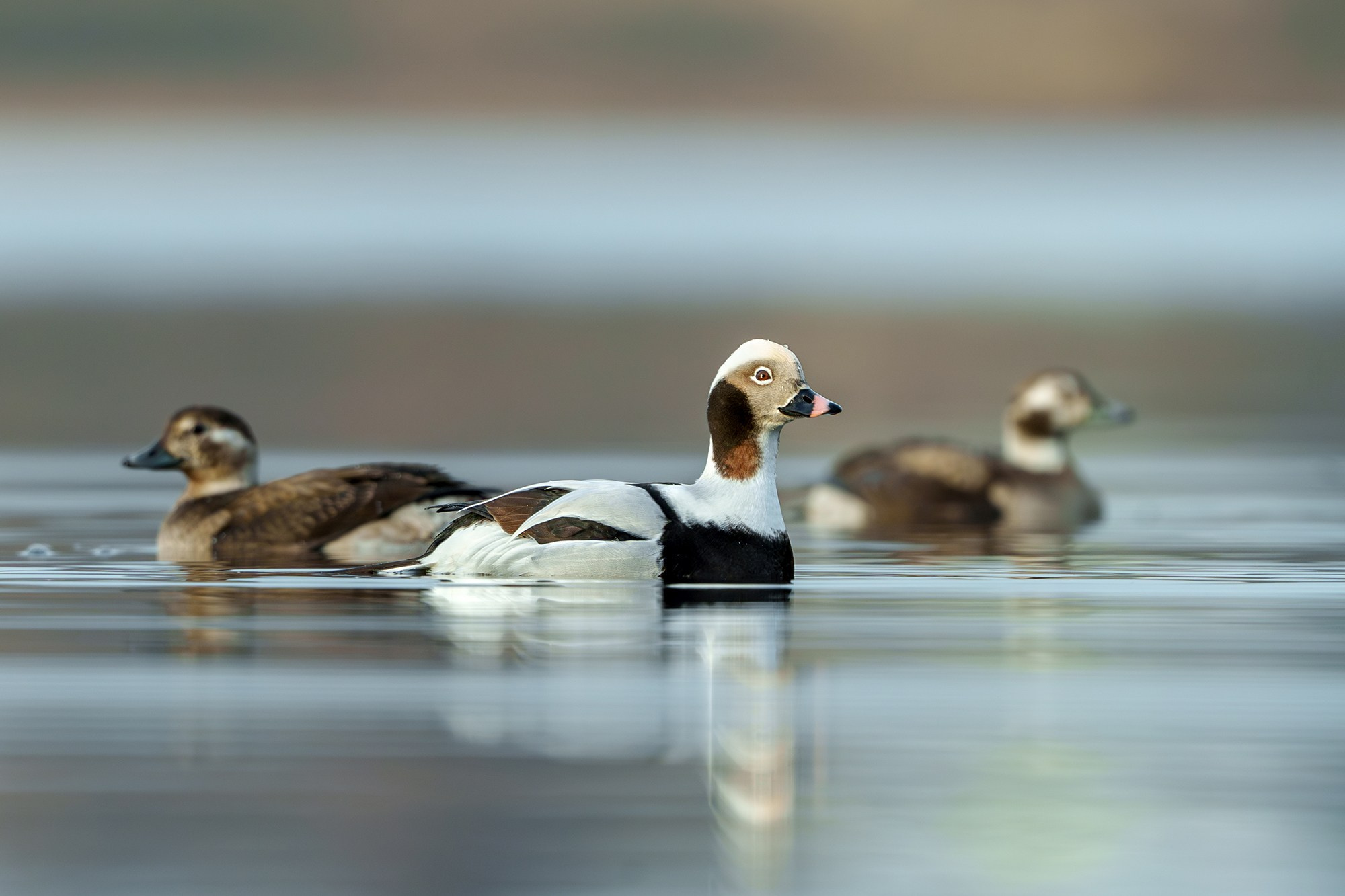 Удивительные мир птиц. Вокруг нас столько прекрасного — присмотритесь!. Ваш личный фотограф Марина Волкова