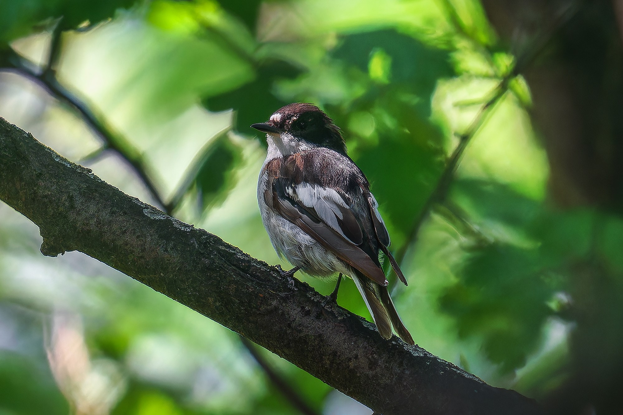 Удивительные мир птиц. Вокруг нас столько прекрасного — присмотритесь!. Ваш личный фотограф Марина Волкова
