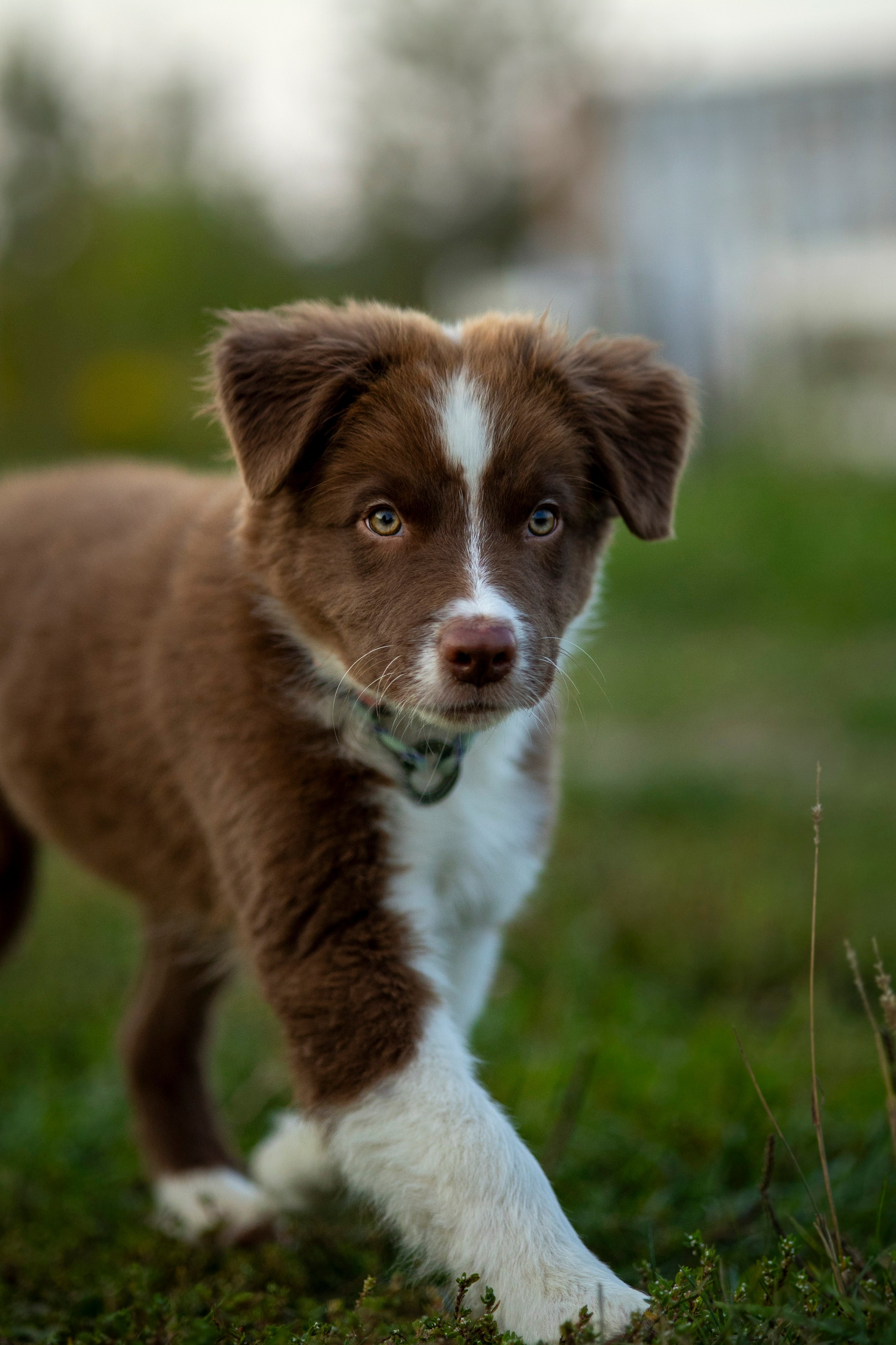 Съемка щенка. Анастасия Белаш