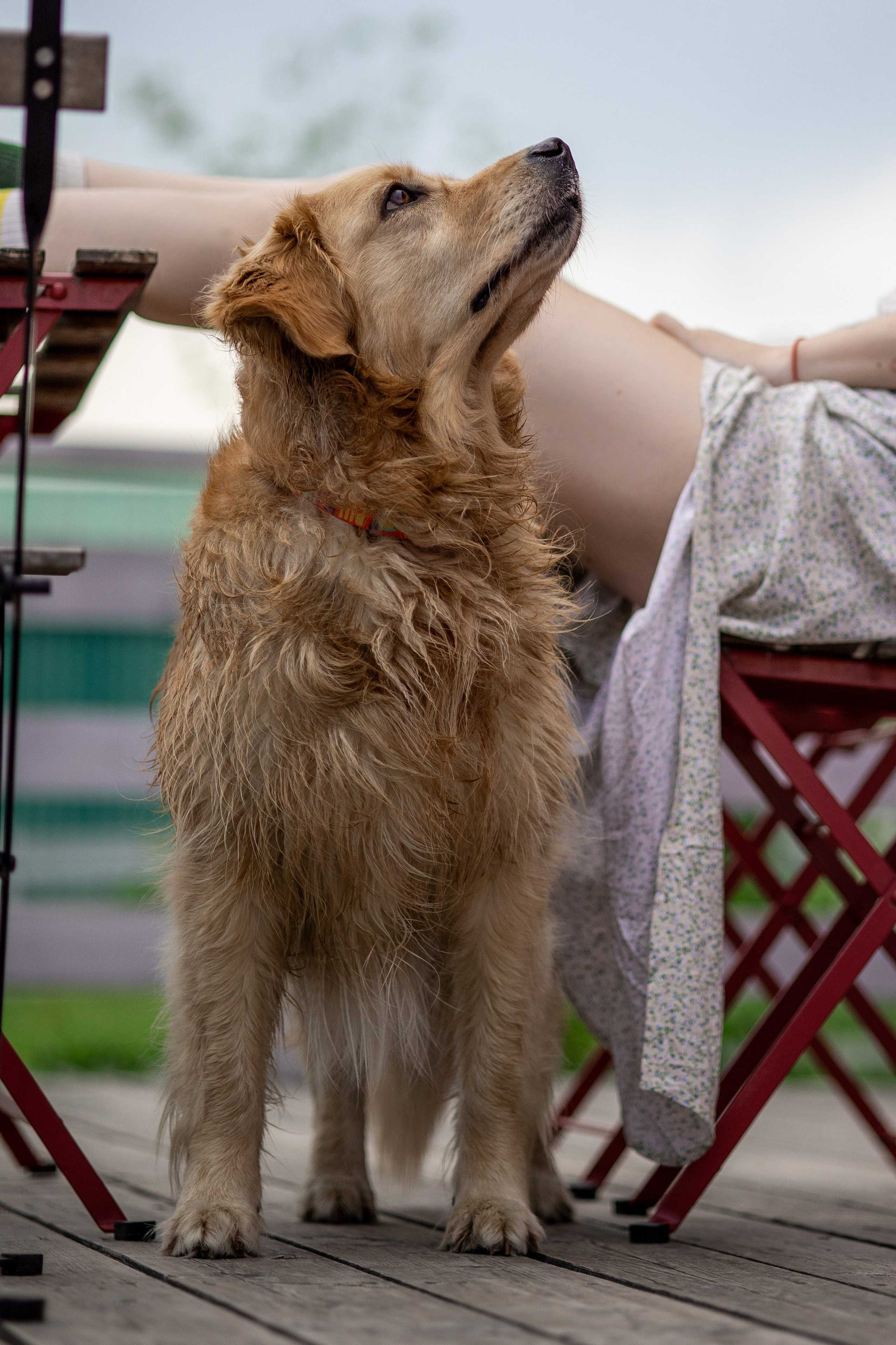 Съемка с собакой. Анастасия Белаш
