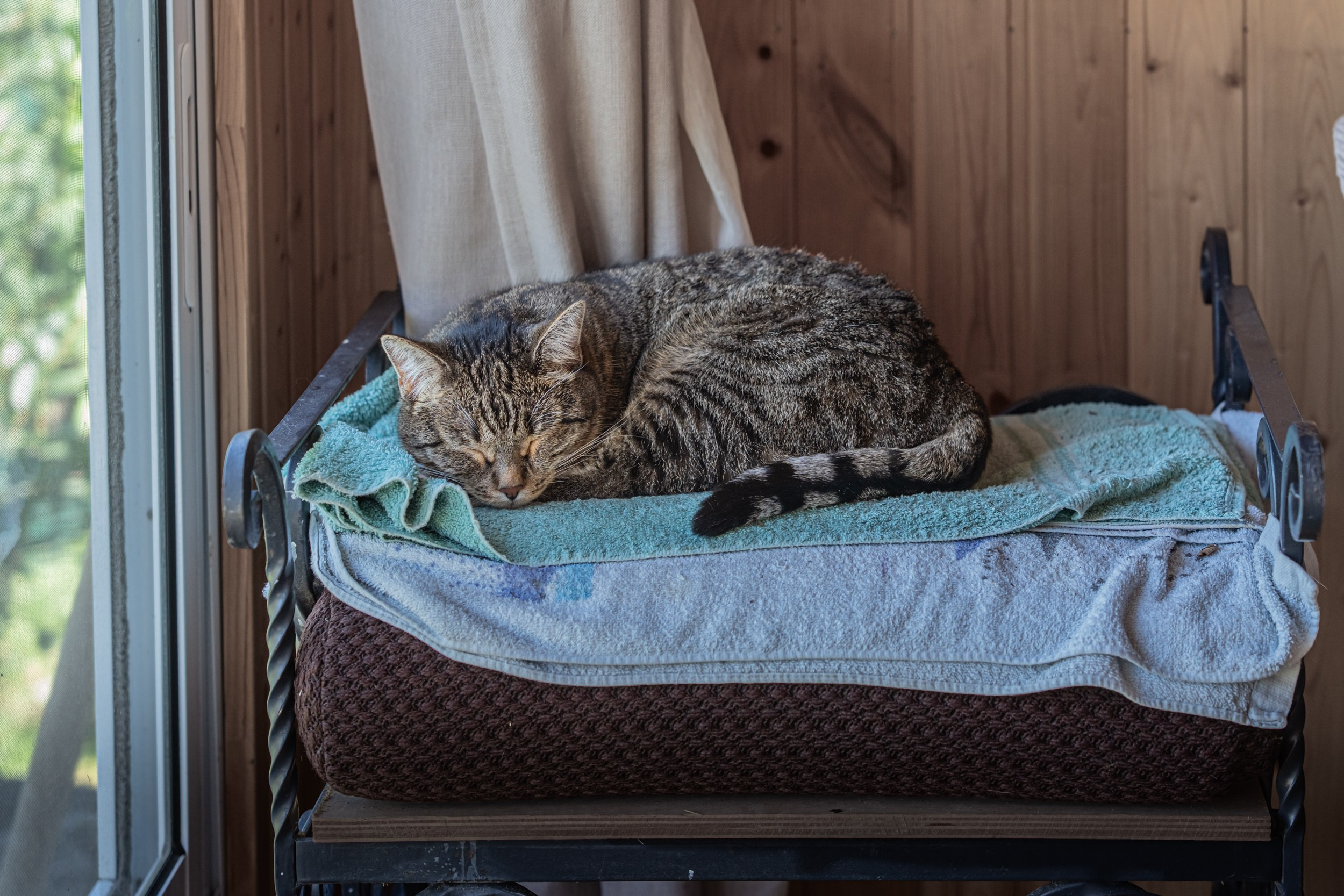 Кошечка Маруся отдыхает на дачной веранде, наслаждаясь летним теплом и покоем.