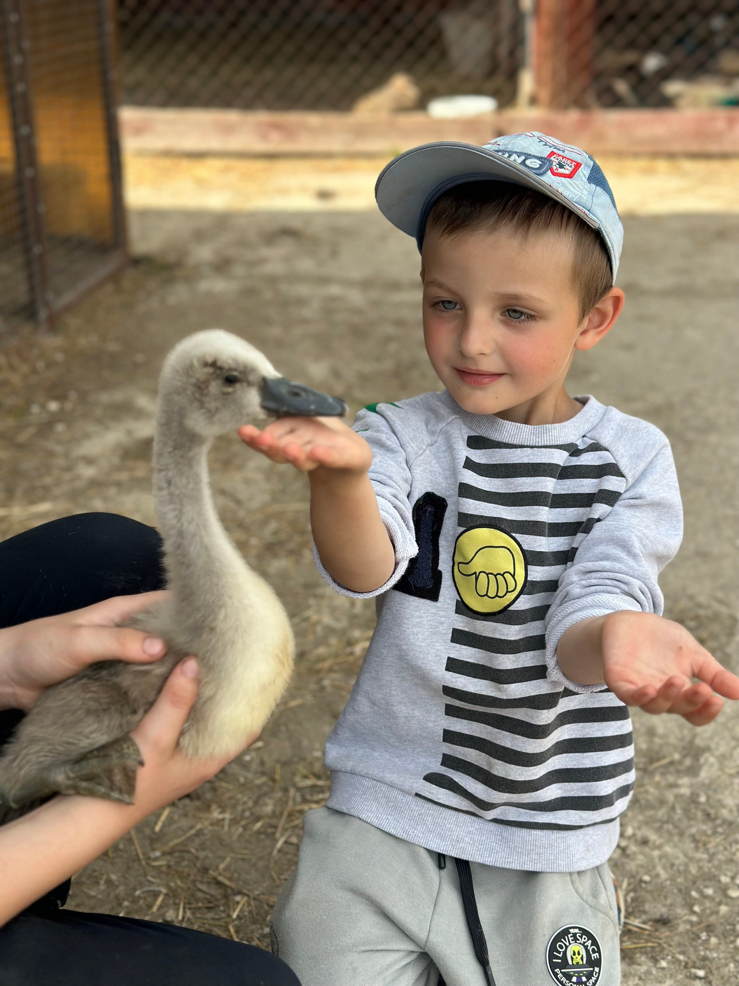 На ферме. Главная