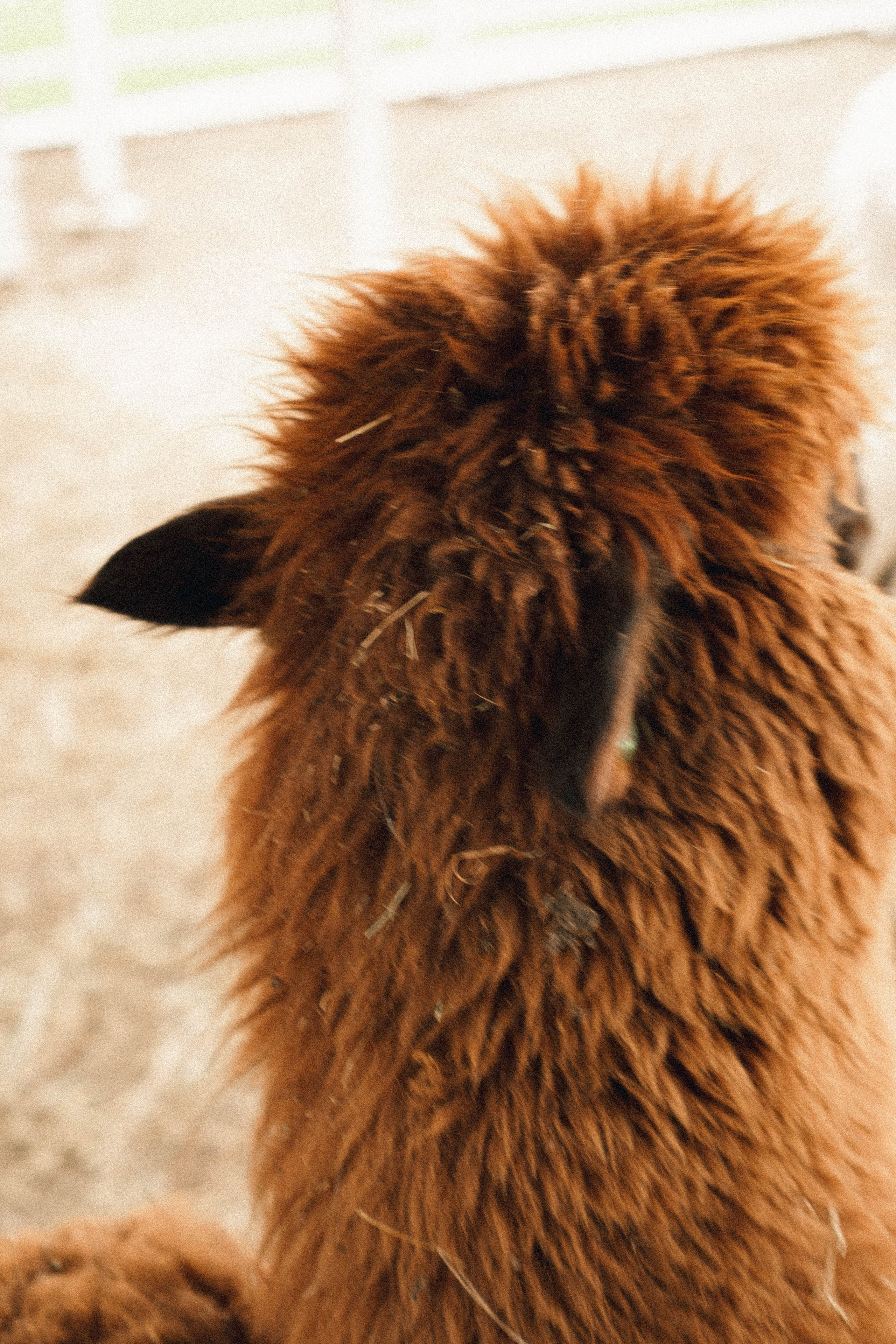 Ферма Альпак. Профессиональный фотограф, Санкт-Петербург — Виктория Богомолова