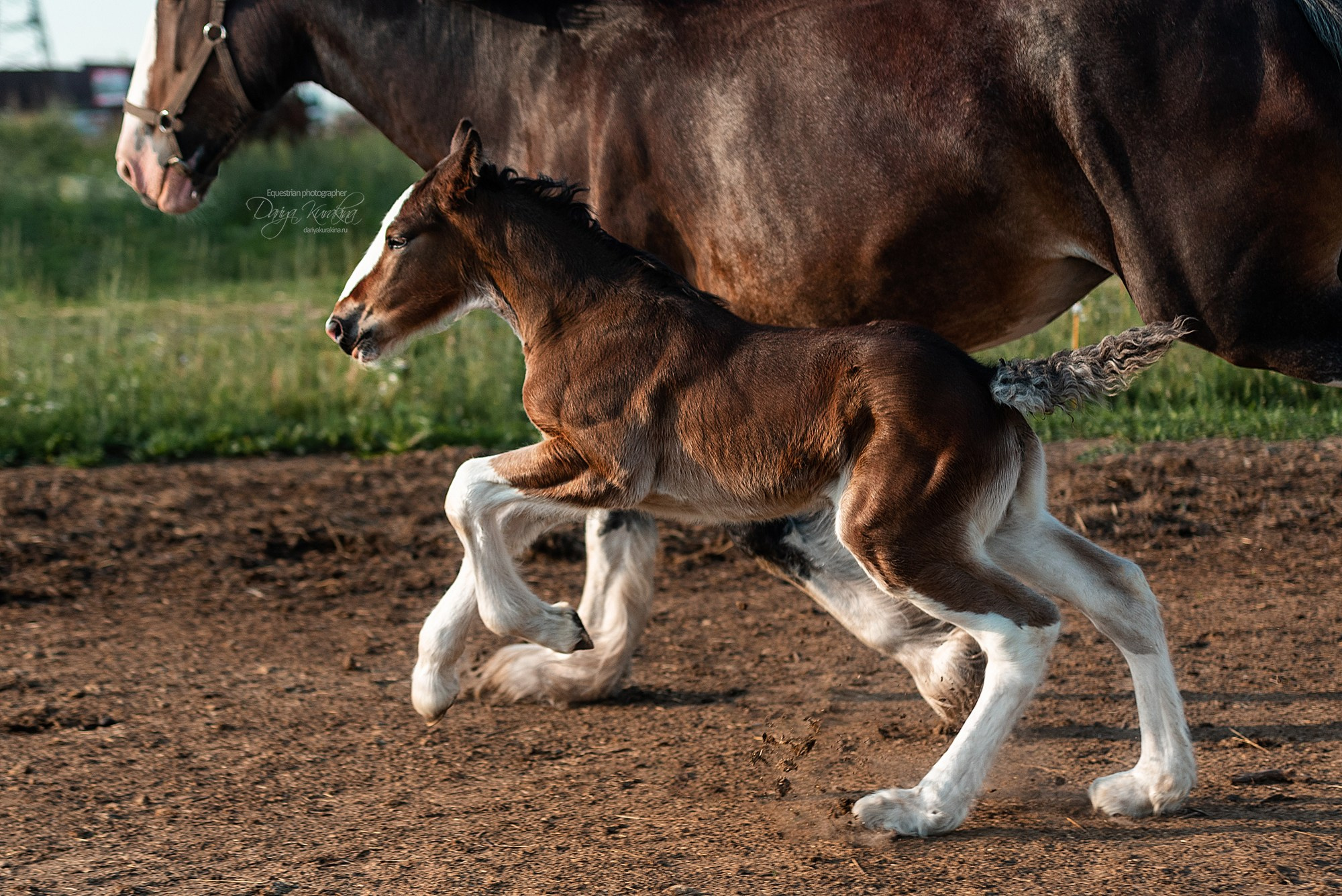 Рапунцель и Квини. Конный фотограф Куракина Дарья • Фотосессии с лошадьми