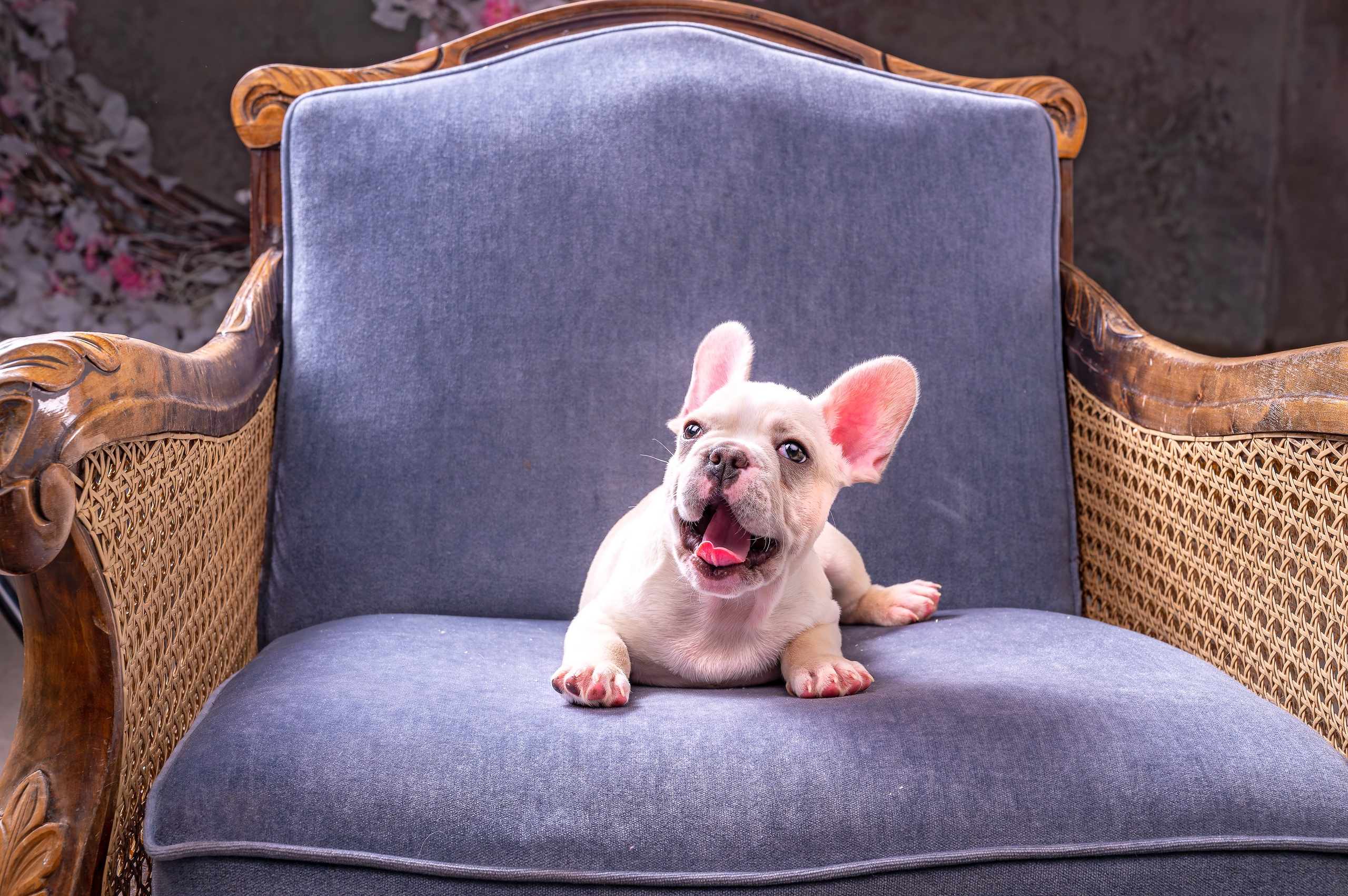 Питомцы. Экспресс-портрет, фото для сайтов и соцсетей