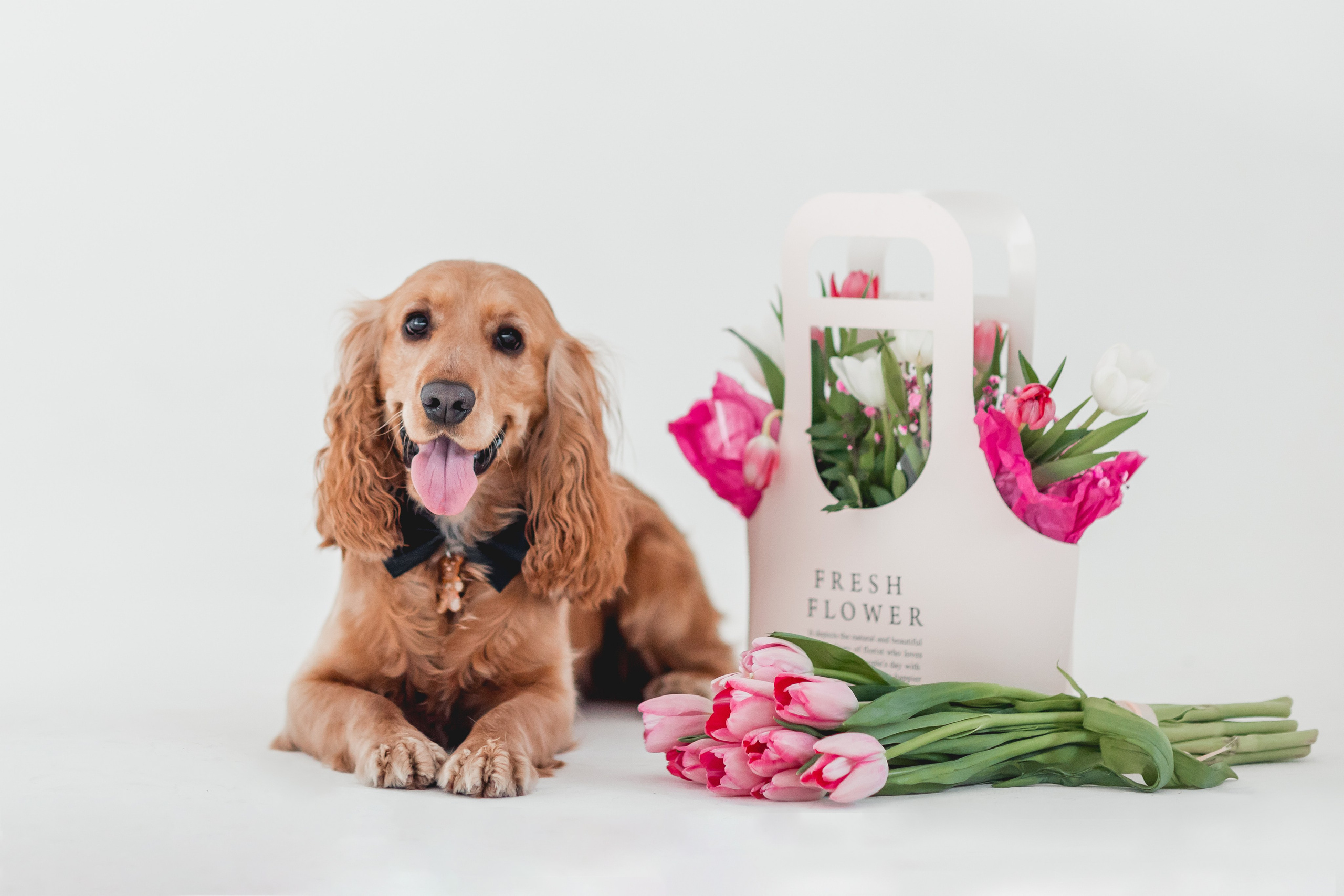 Лада и Барни. Семейный фотограф анималист Мария Крючкова