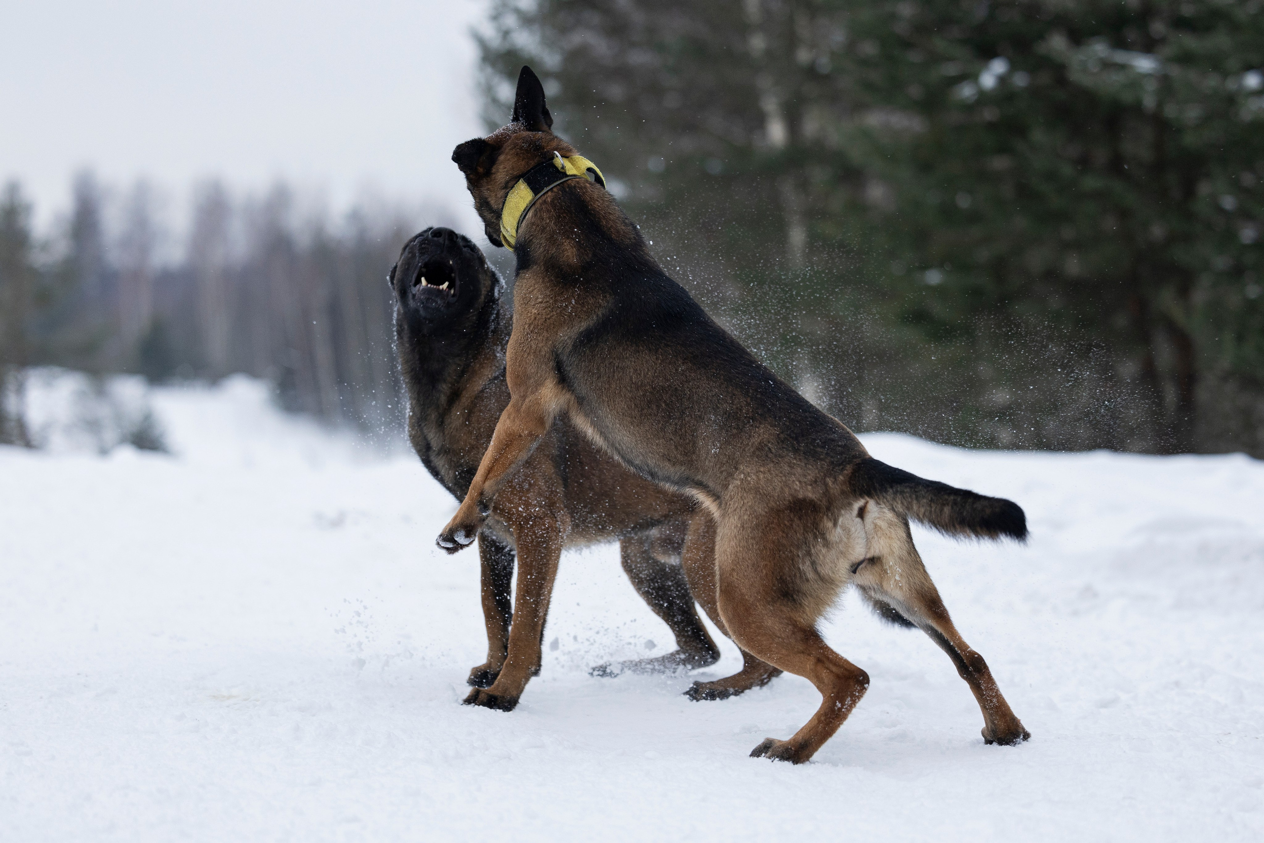 Цедра и Рики. Фотограф-анималист Анна Маринич