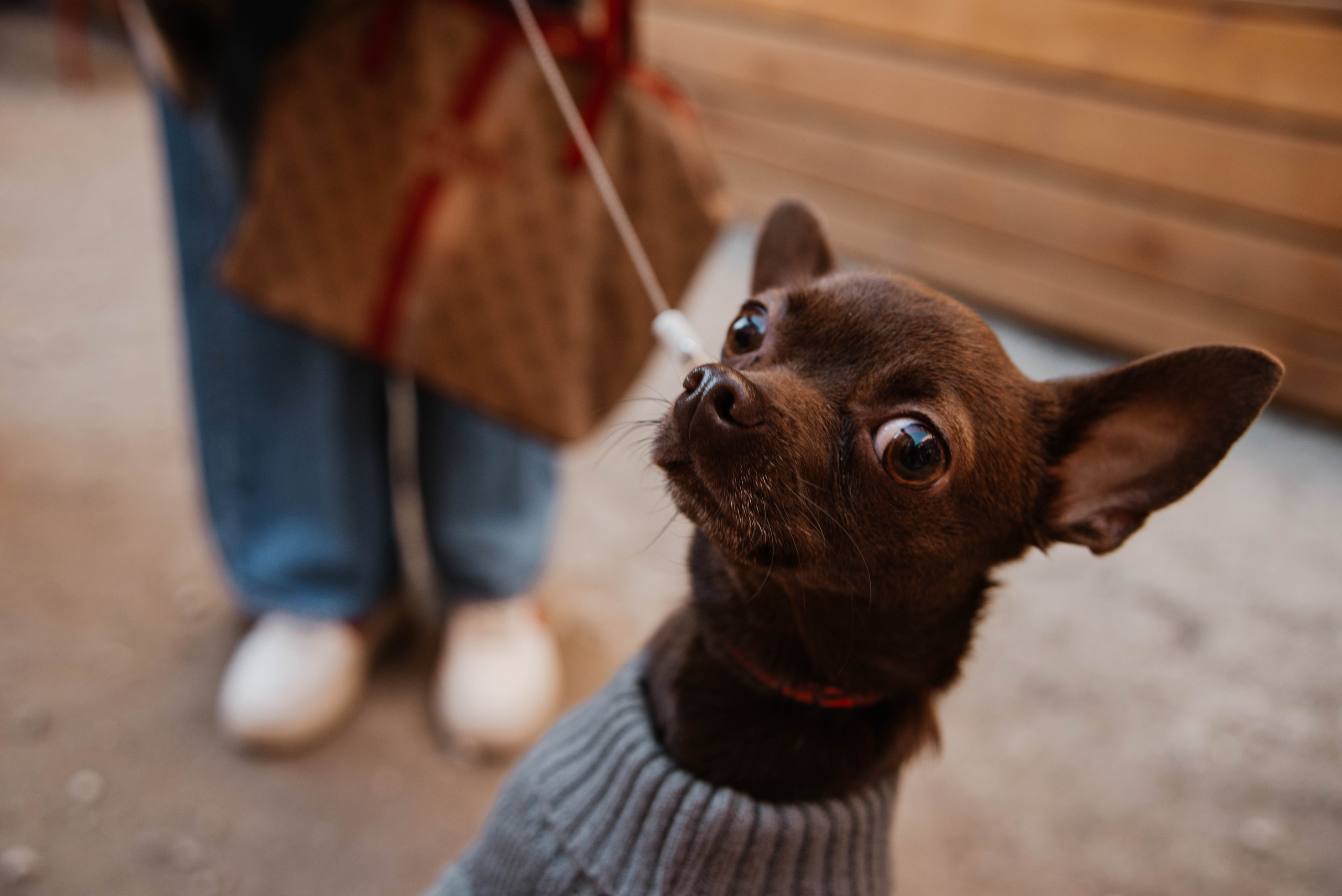 Дог-вечеринка на летнике «Кутёж». Ксения Glossa. Портретный и репортажный фотограф в Самаре