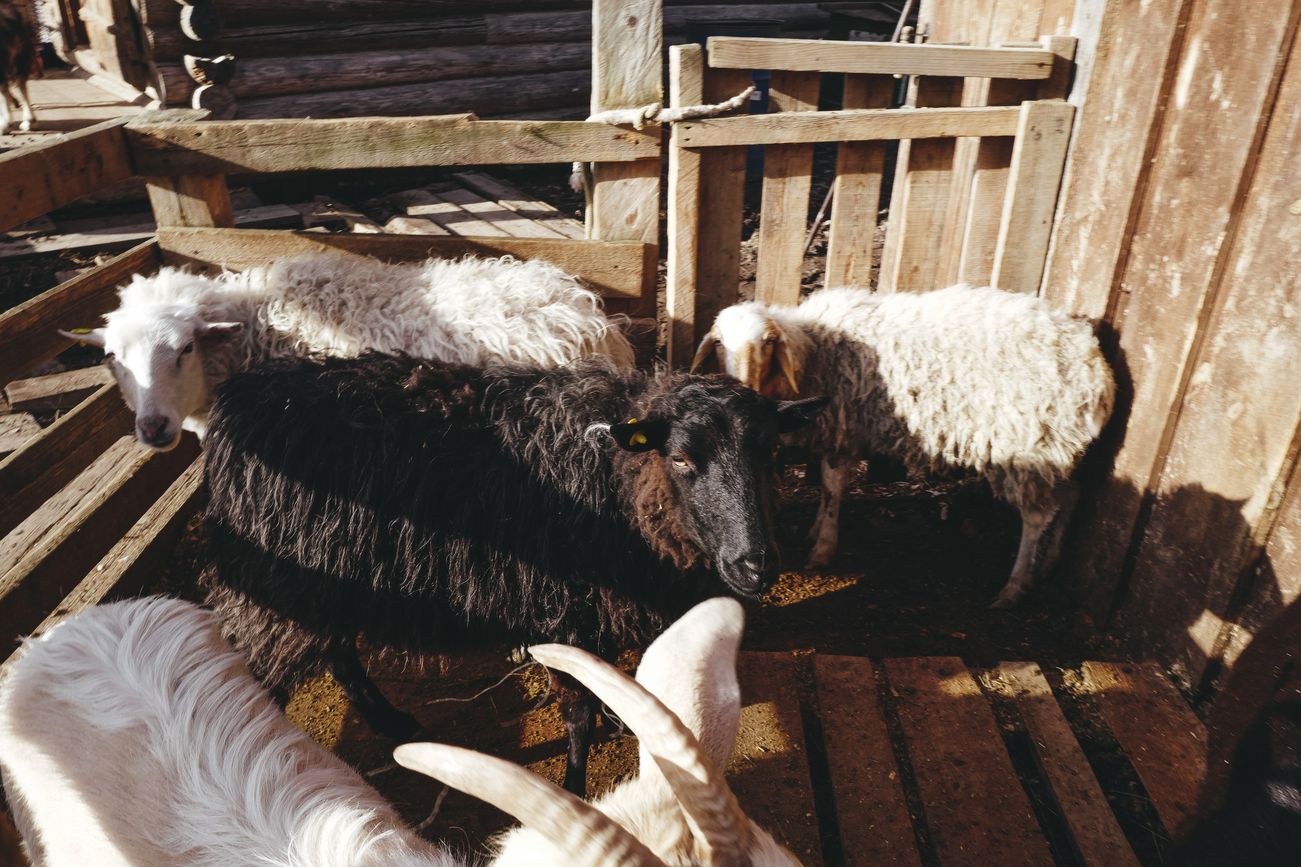 Vitoslavici/Novgorod. <3