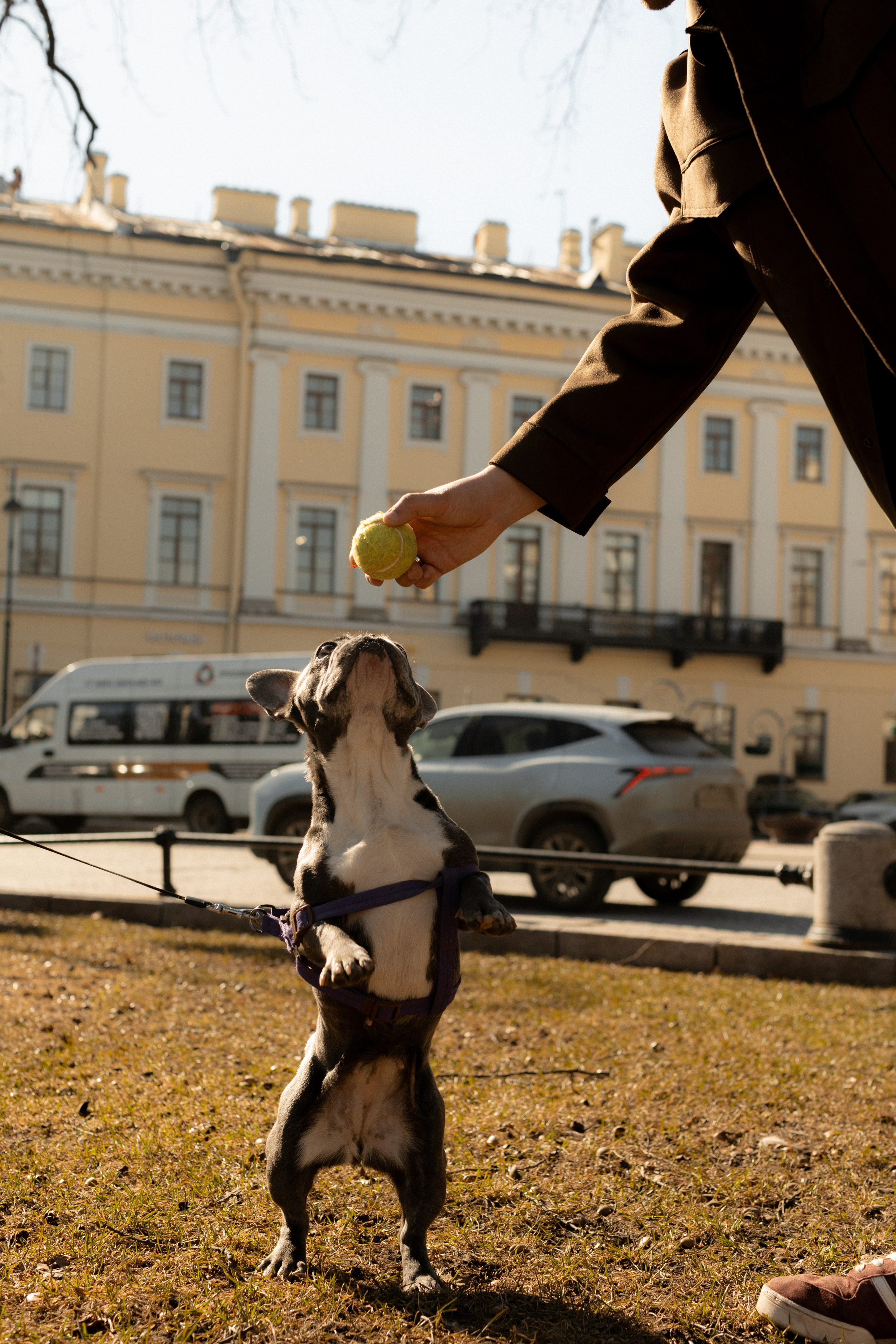 С питомцем. Фотограф в Санкт-Петербурге