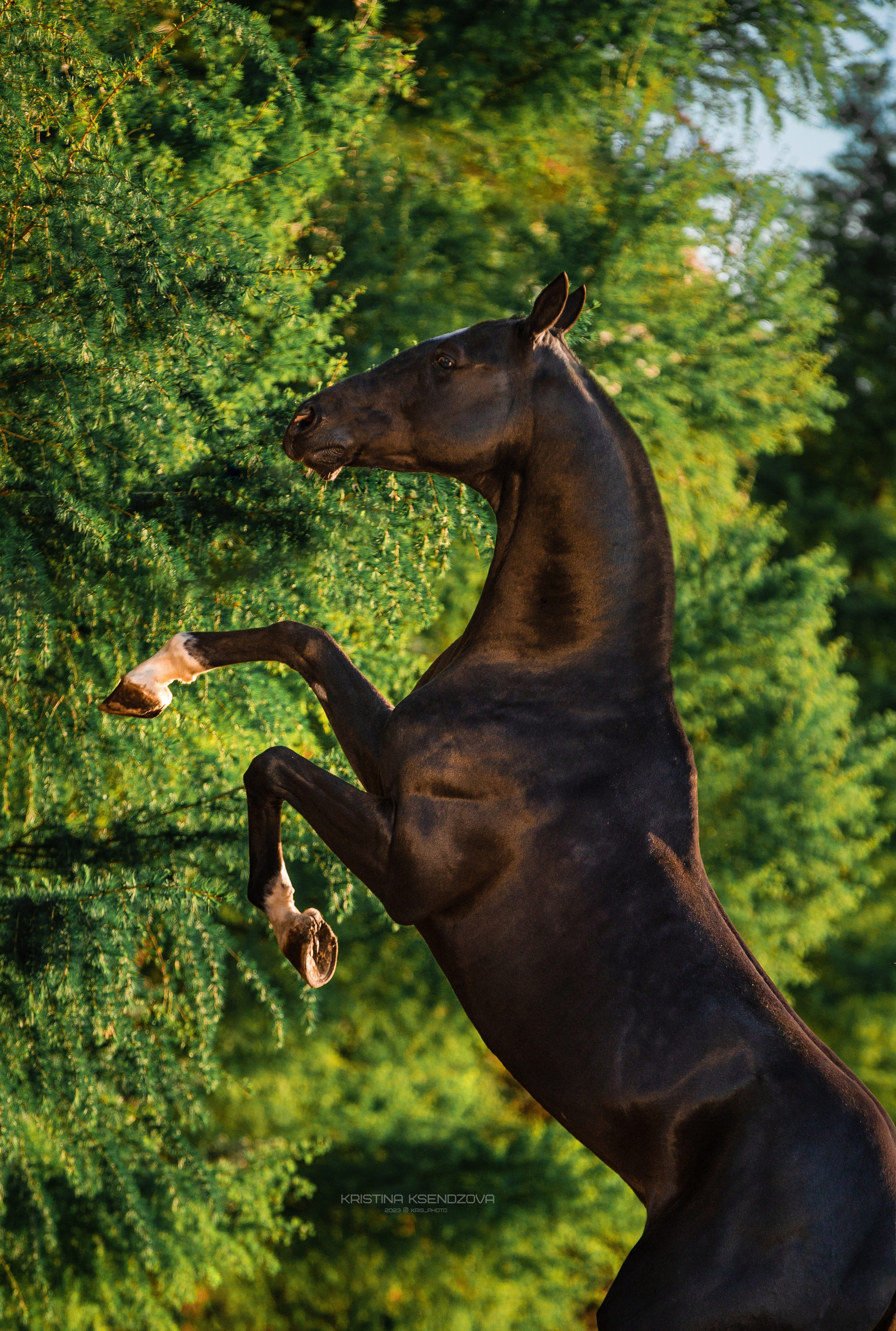 Разное. Фотограф-анималист Ксендзова Кристина
