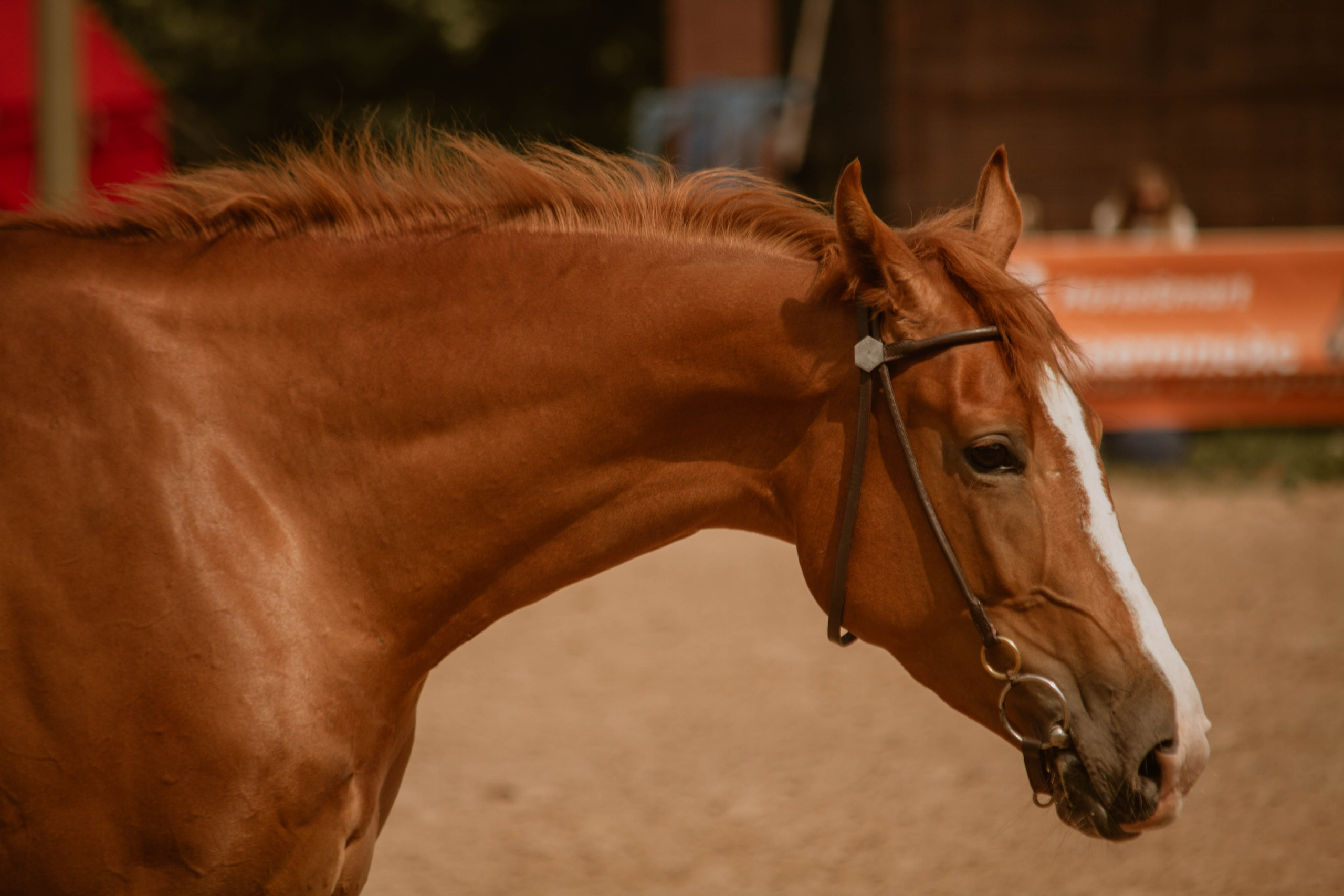 ИППОСФЕРА — Международная конная выставка. Создадим шедевр? Виталина и её фотоискусство