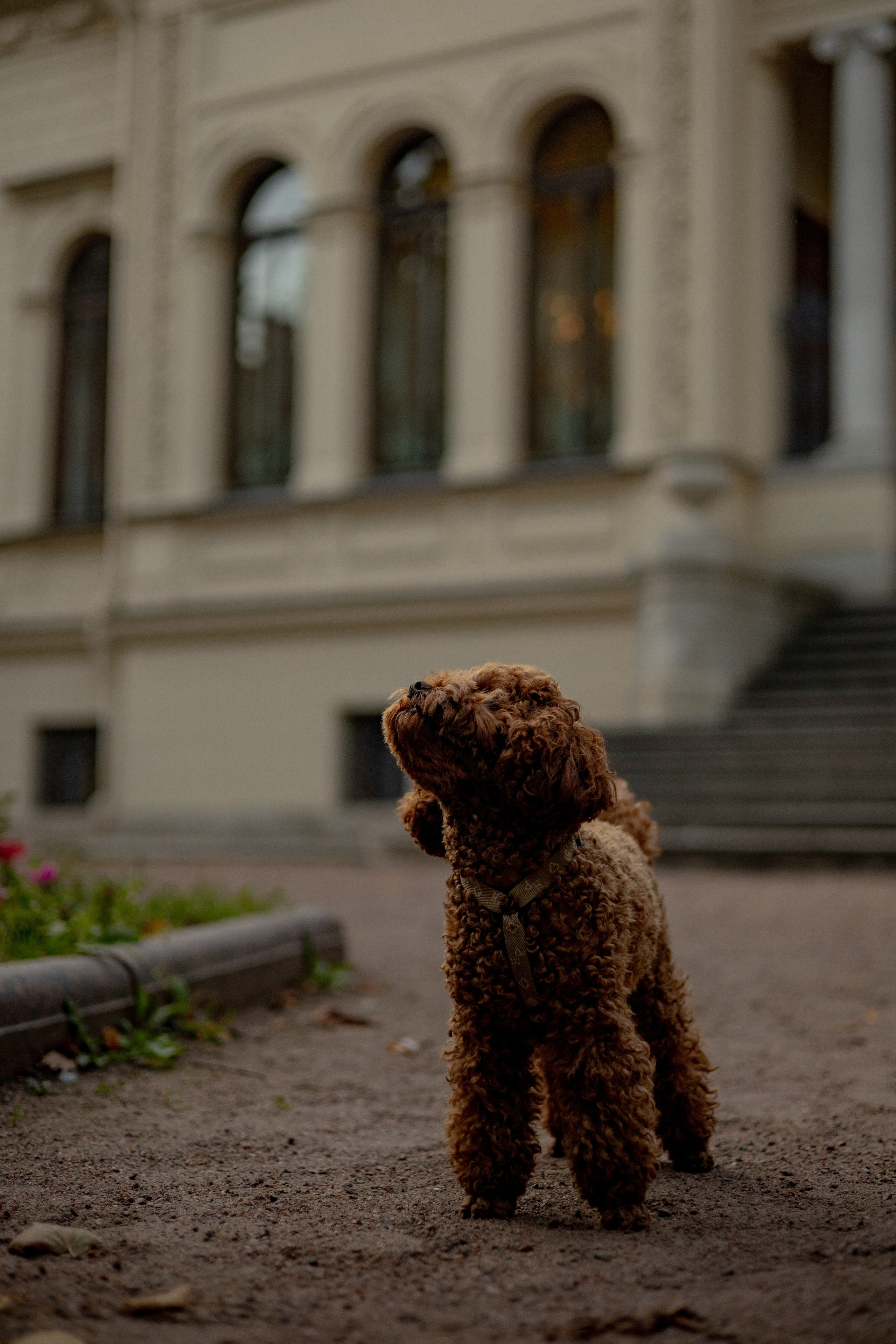 Мишель и её семья. Фотограф — анималист •love-story•|Санкт-Петербург