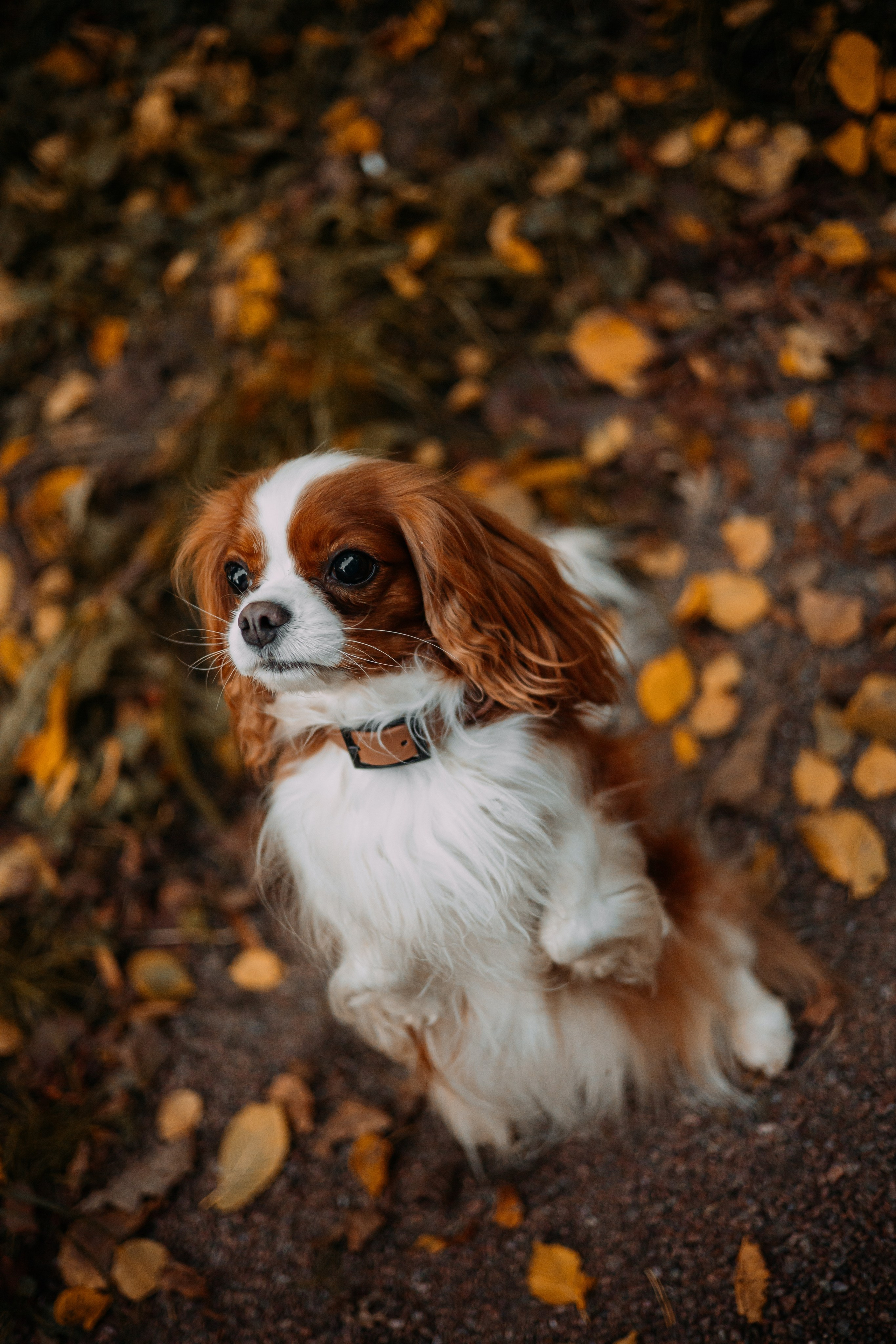 Снежанна и Тесси. Фотограф — анималист •love-story•|Санкт-Петербург