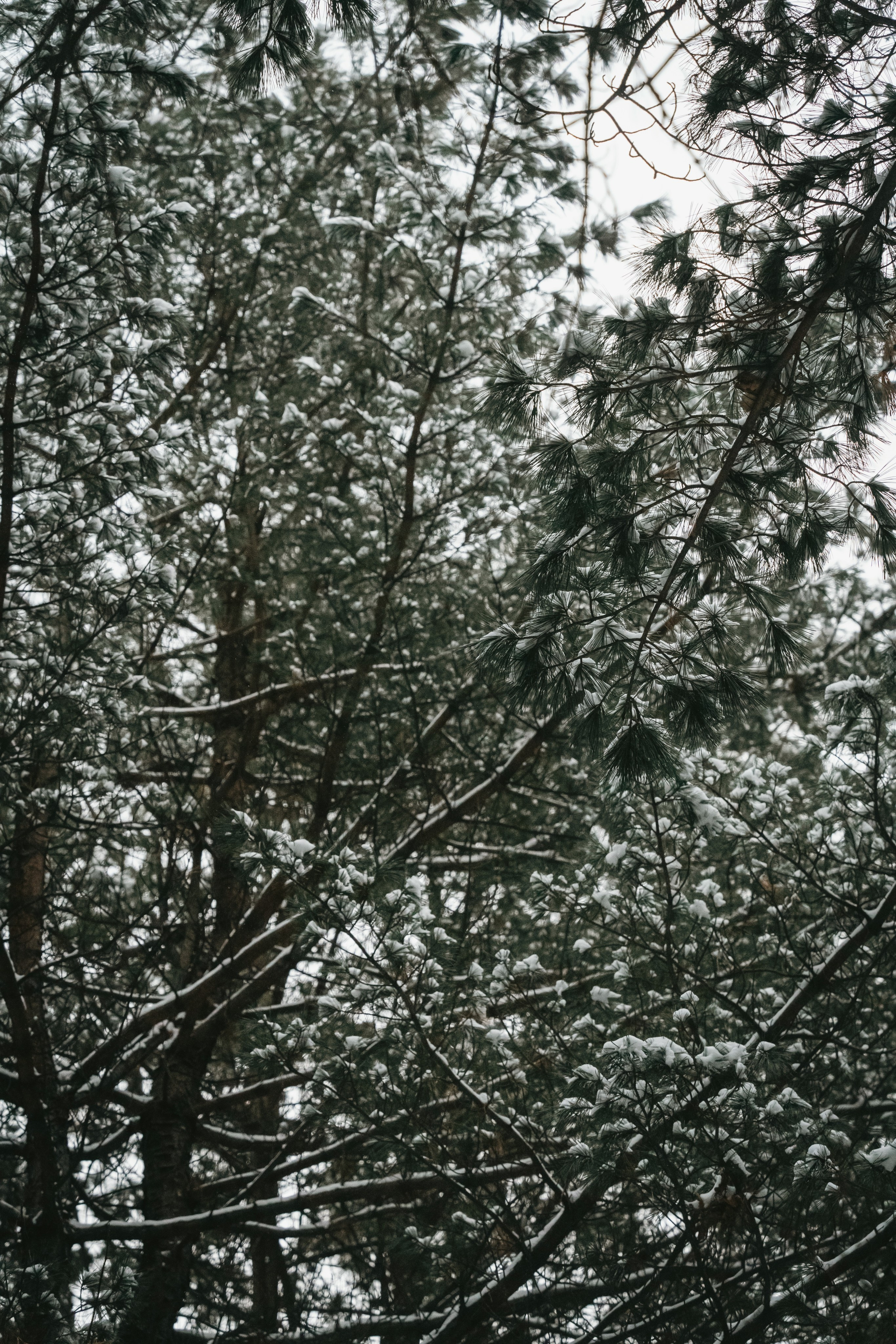 Зимняя история. Семейный фотограф анималист г. Находка