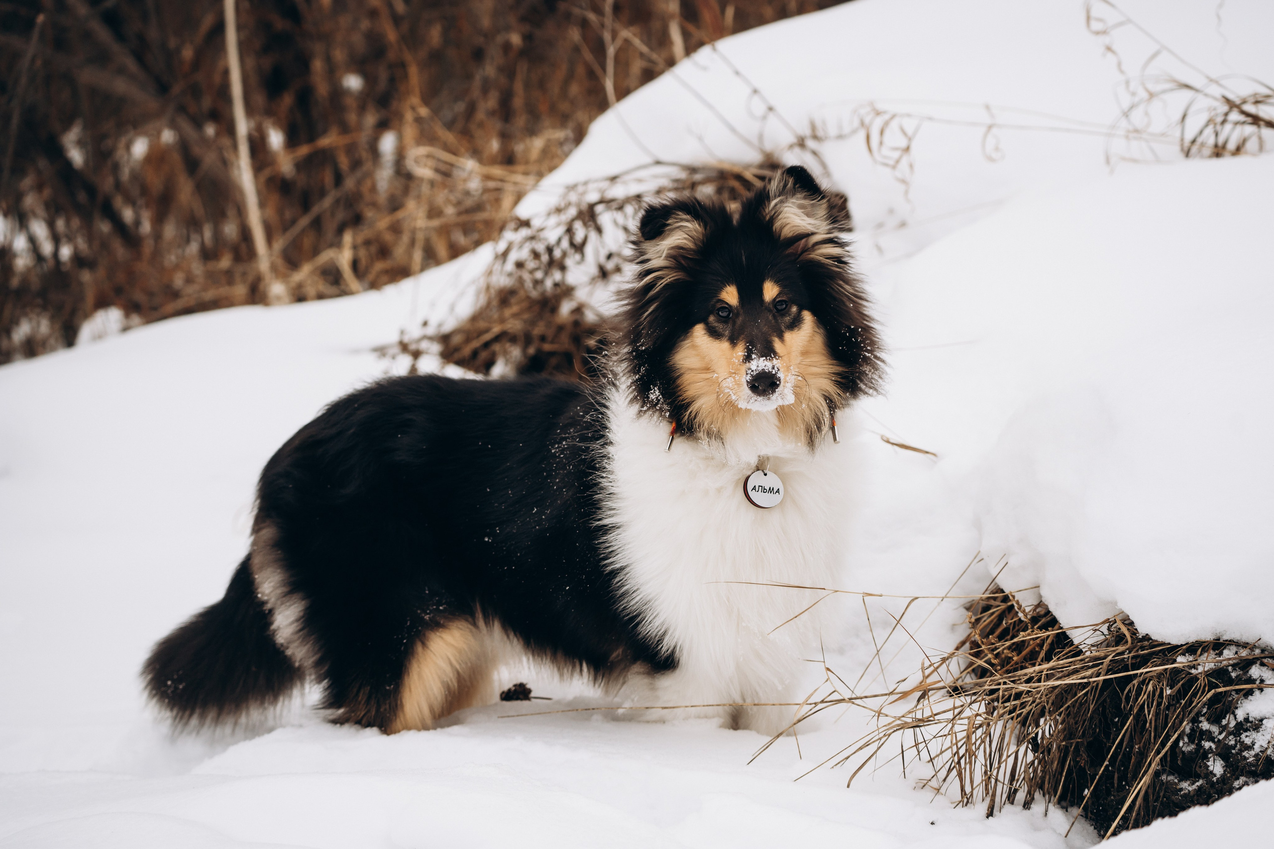 Альма. Фотограф-анималист Анастасия Большакова