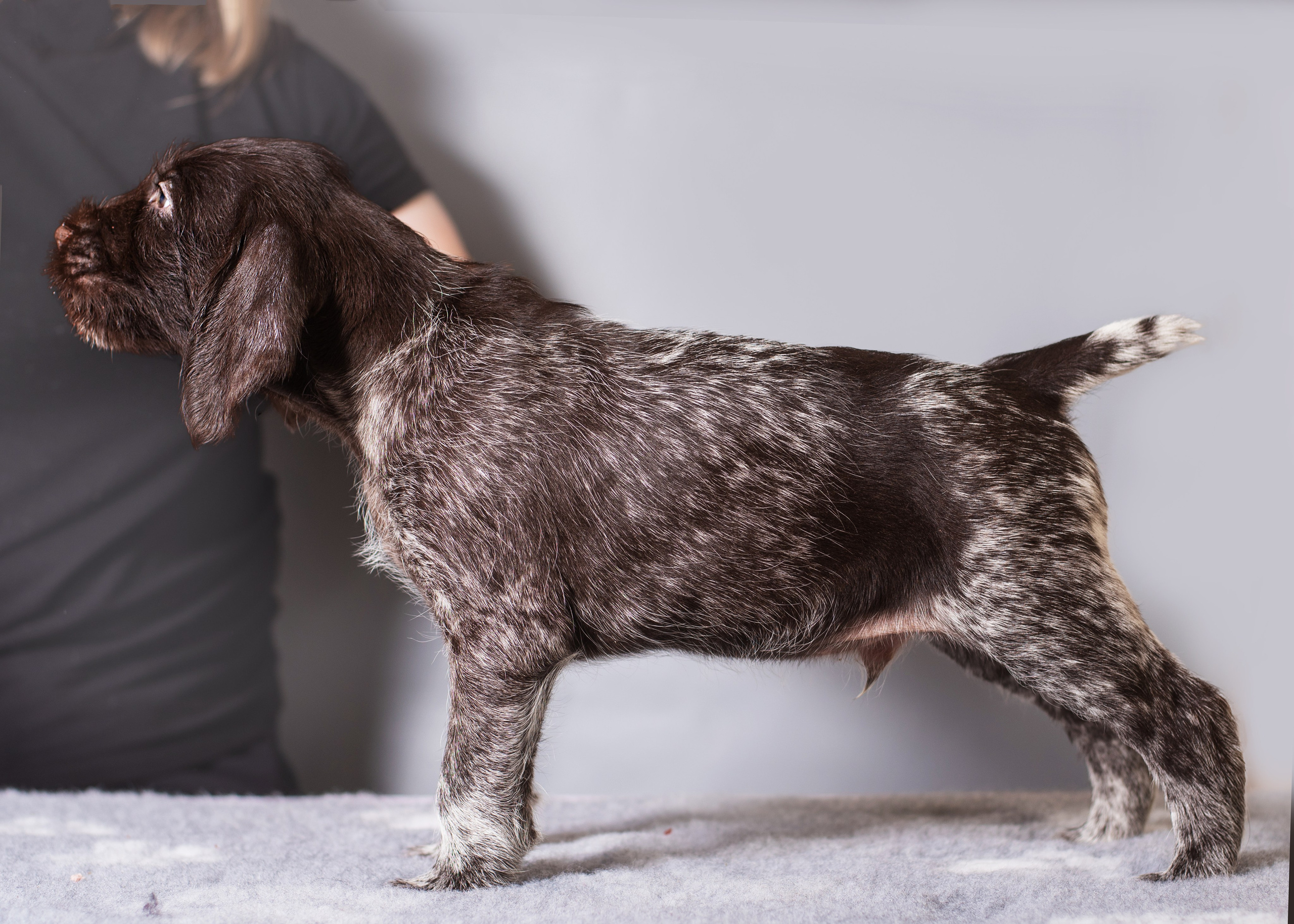 Дратхаарята. Дог-фотограф в Тюмени Александра Королева