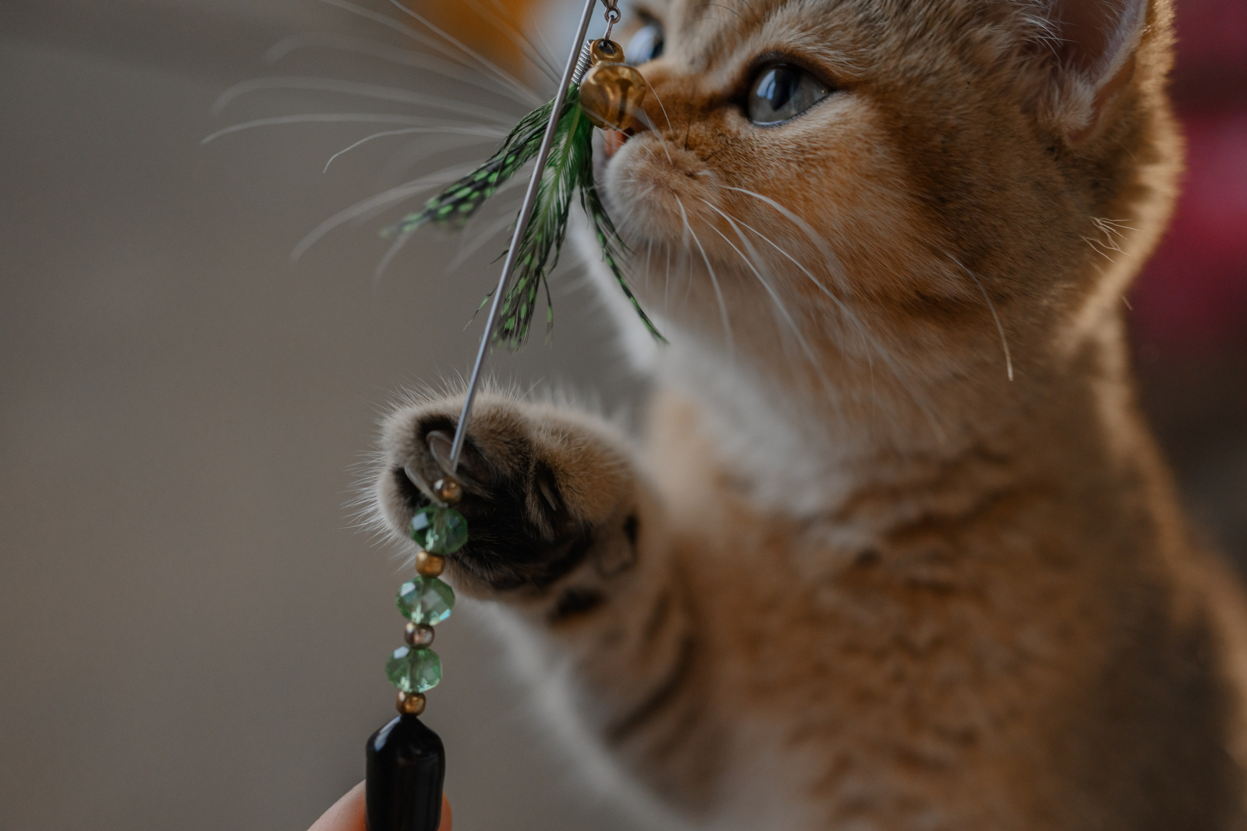 Питомник котят. Семейный фотограф и анималист в Москве и Московской области