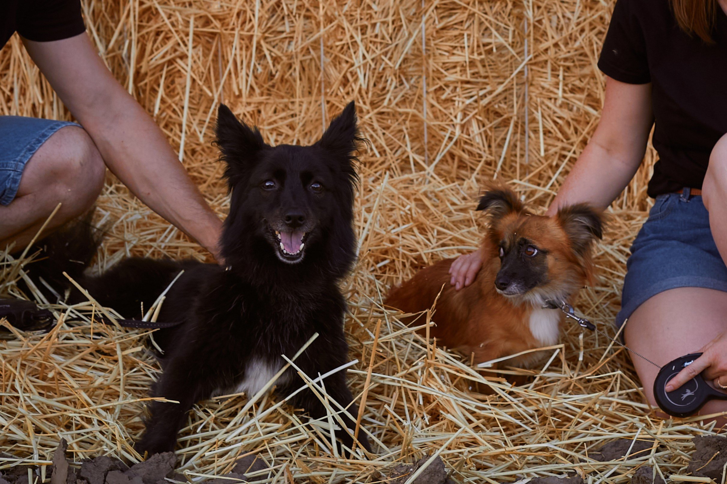 «Семья с лапками». Свадебный и креативный фотограф в ЮФО и МСК
