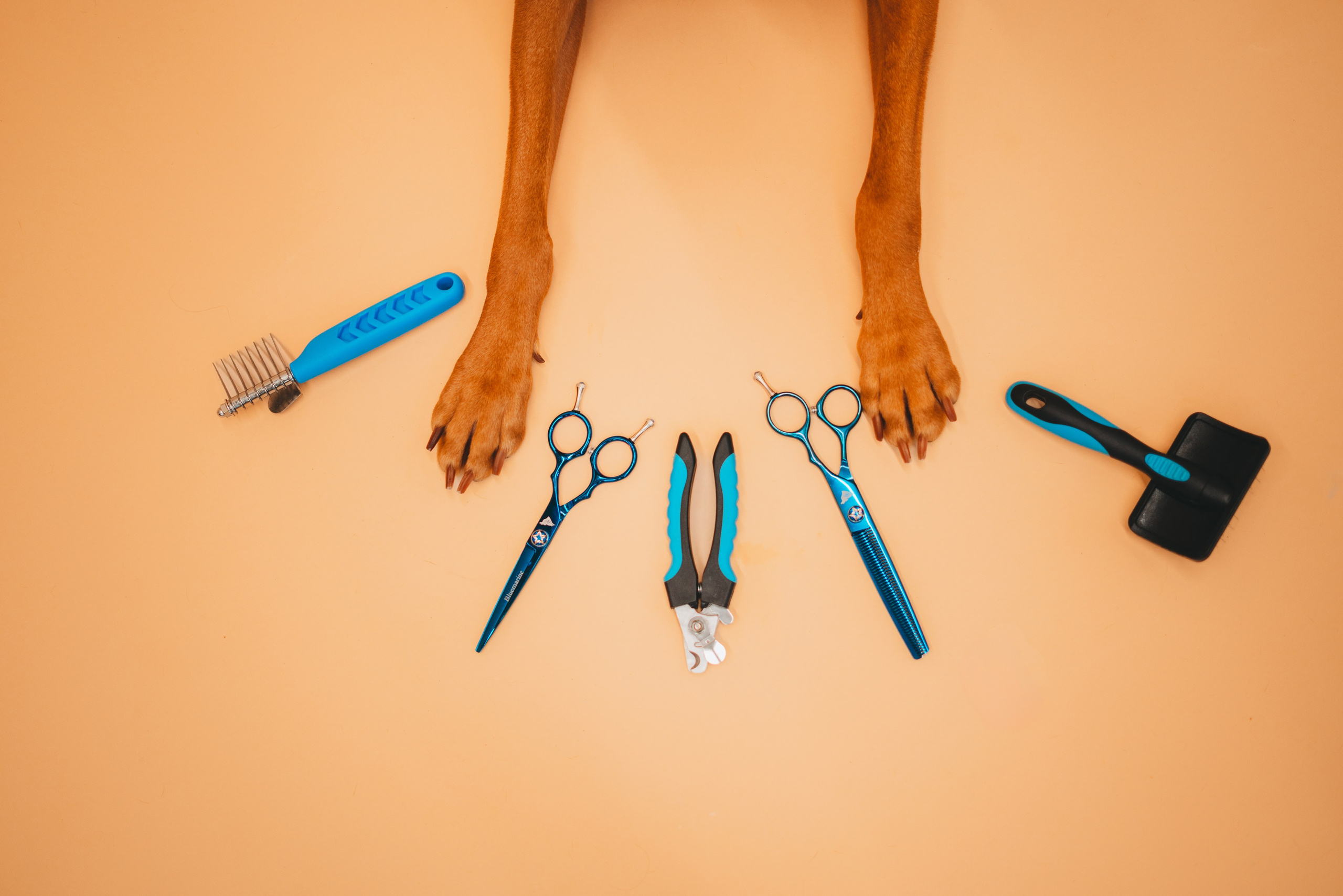 Груминг — салон. Фотограф анималист Осипчикова Мария