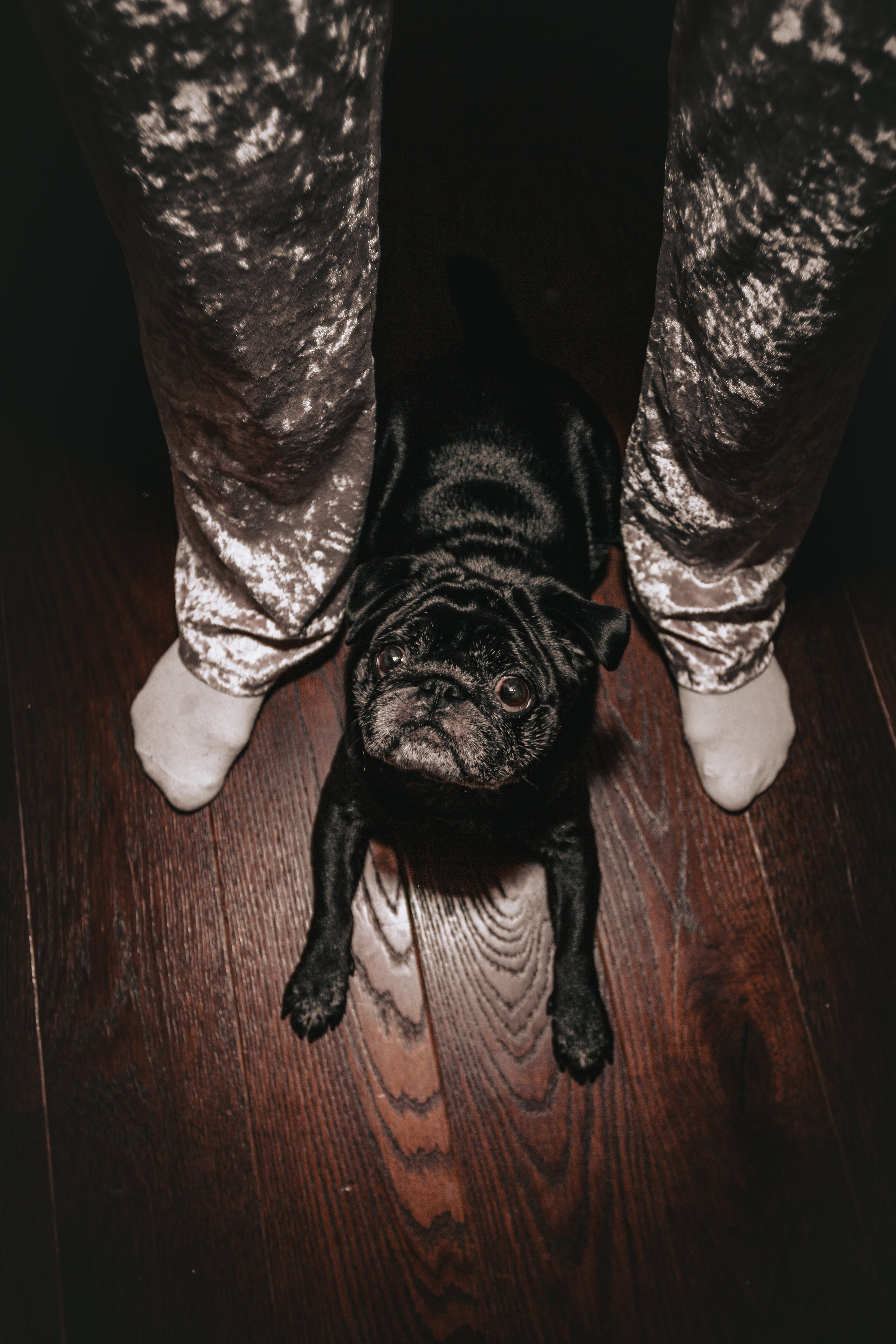 Домашняя фотосессия Оли и двух ее мопсов. Фотограф-анималист Татьяна Степанова