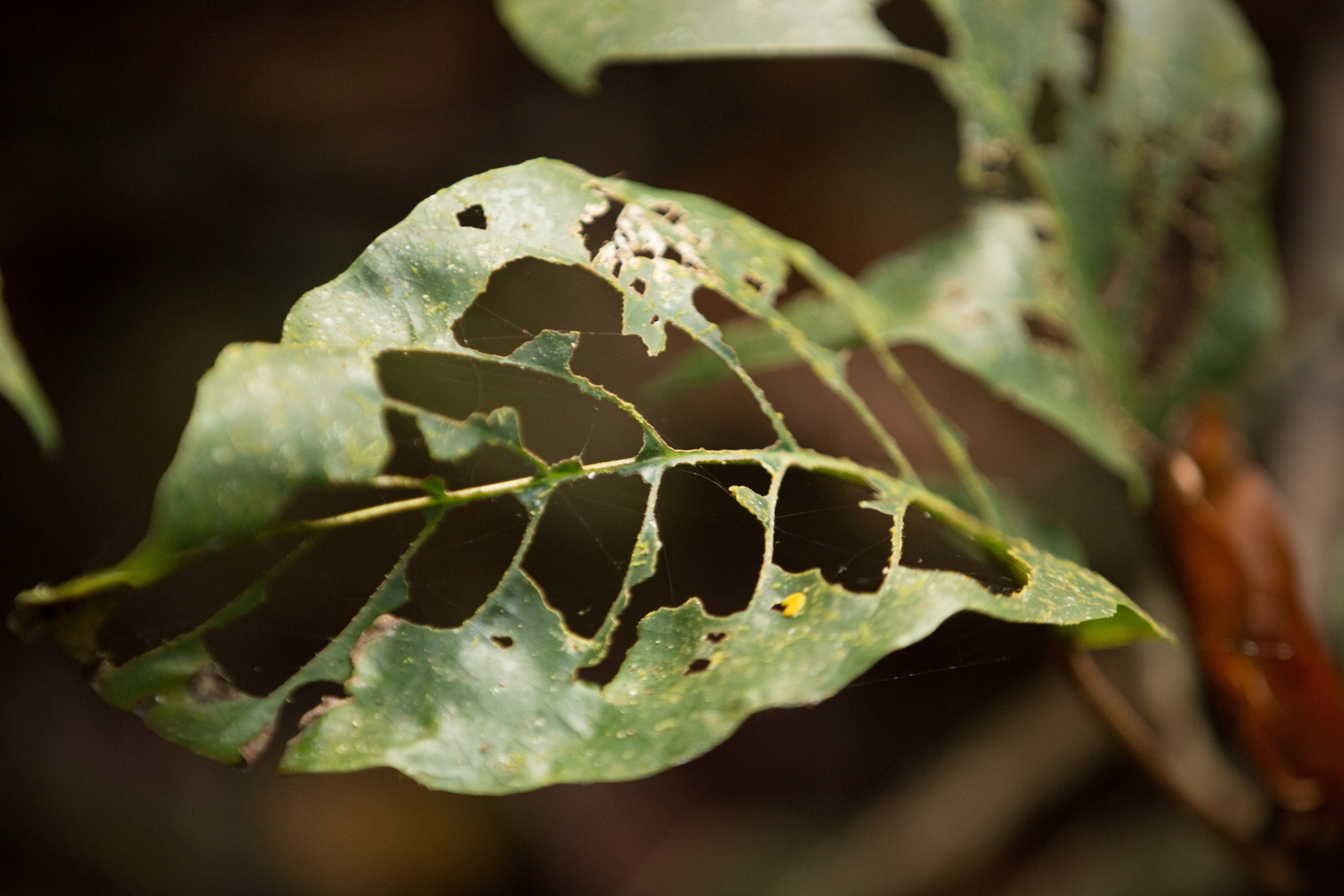 Фото Тайланда. Студия Максима Белослюдцева
