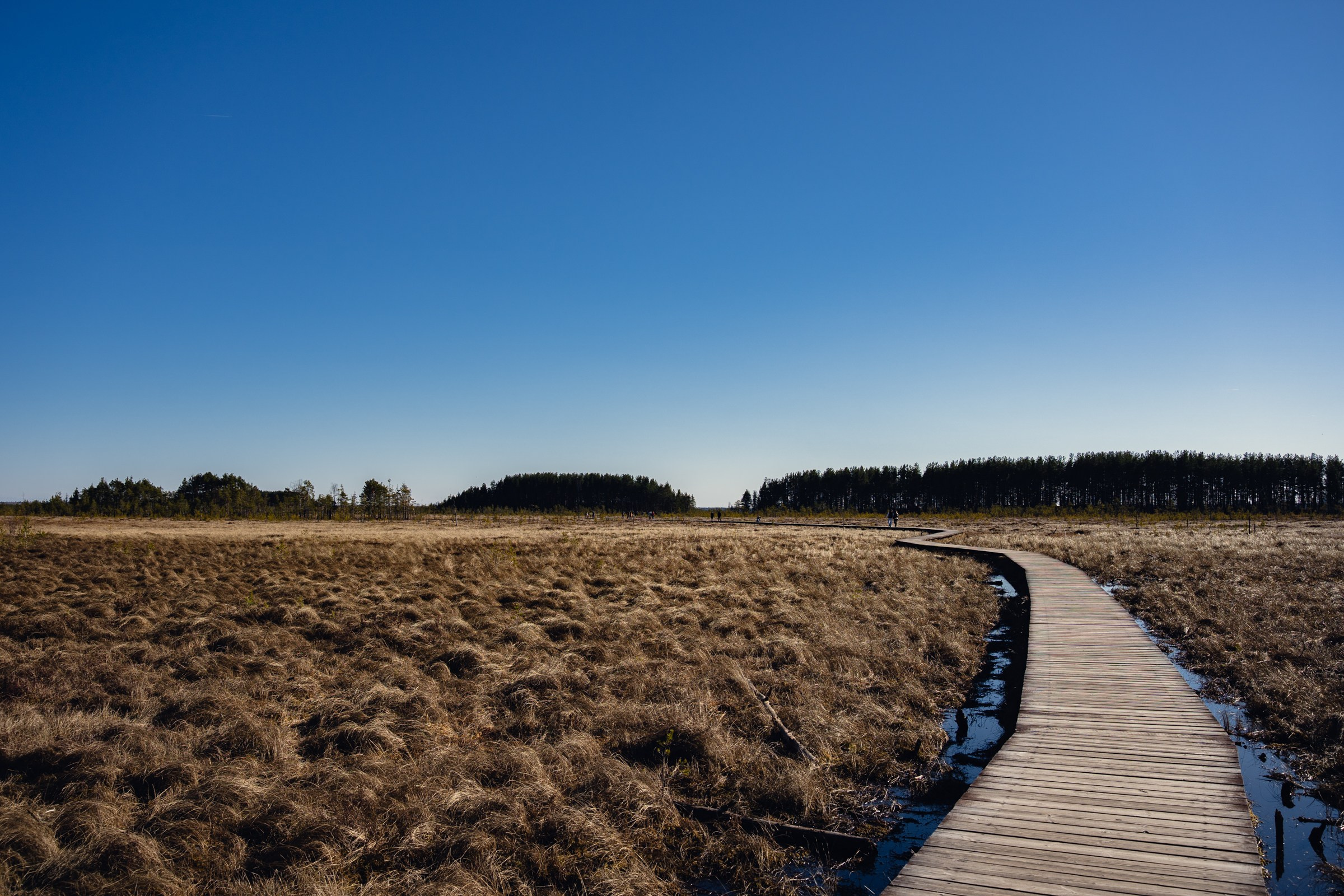 Сестрорецкие болота. Предметный фотограф Санкт-Петербург