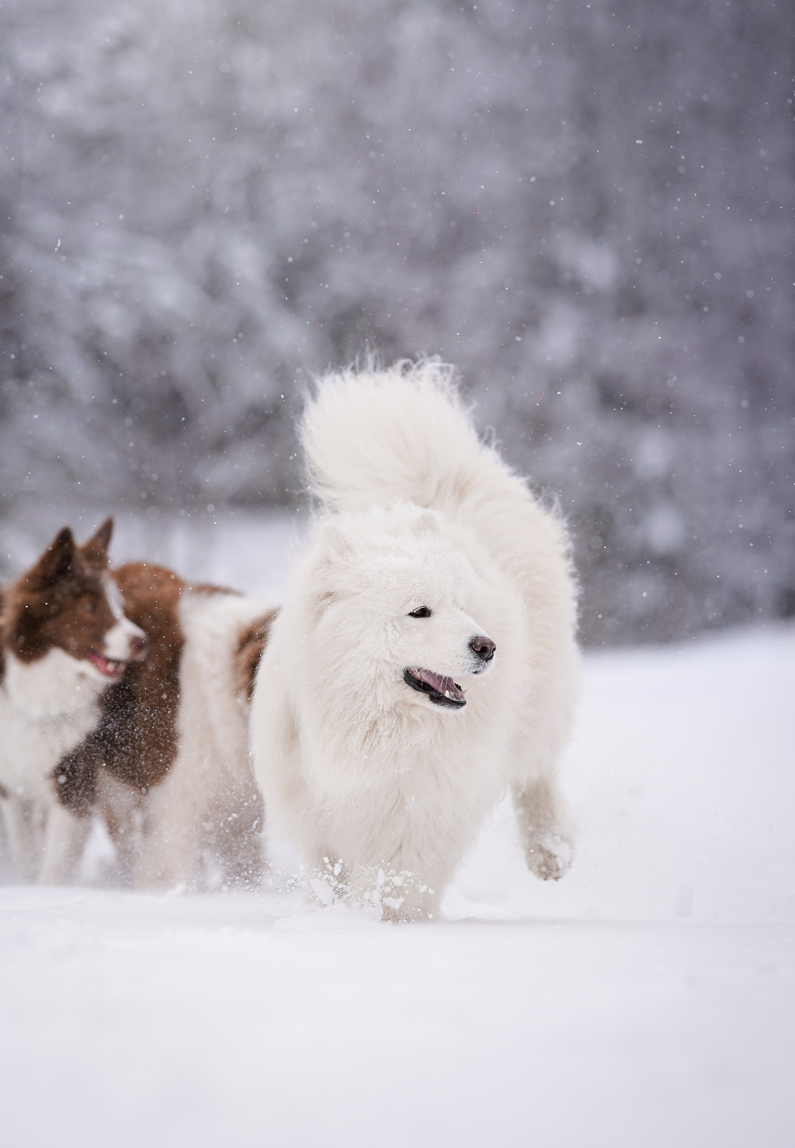 Красно-рыжая банда. Фотограф-анималист в Санкт-Петербурге Яна Мартынова