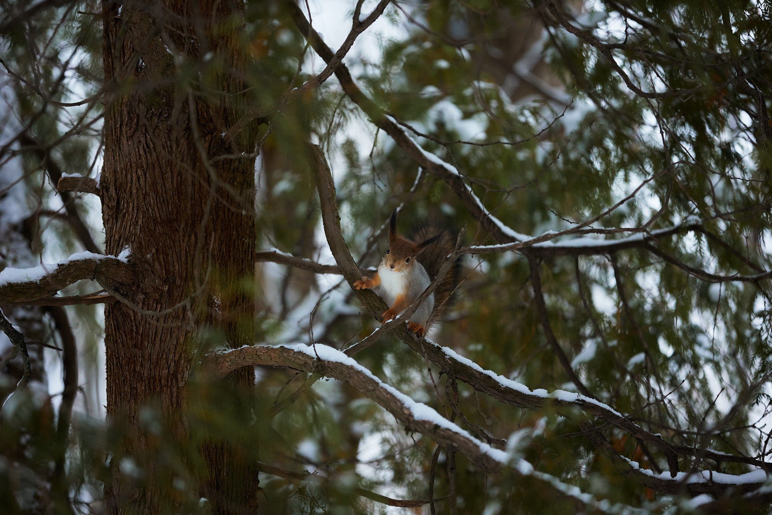 Зимняя фотосессия. Спортивный фотограф Некрасов Денис