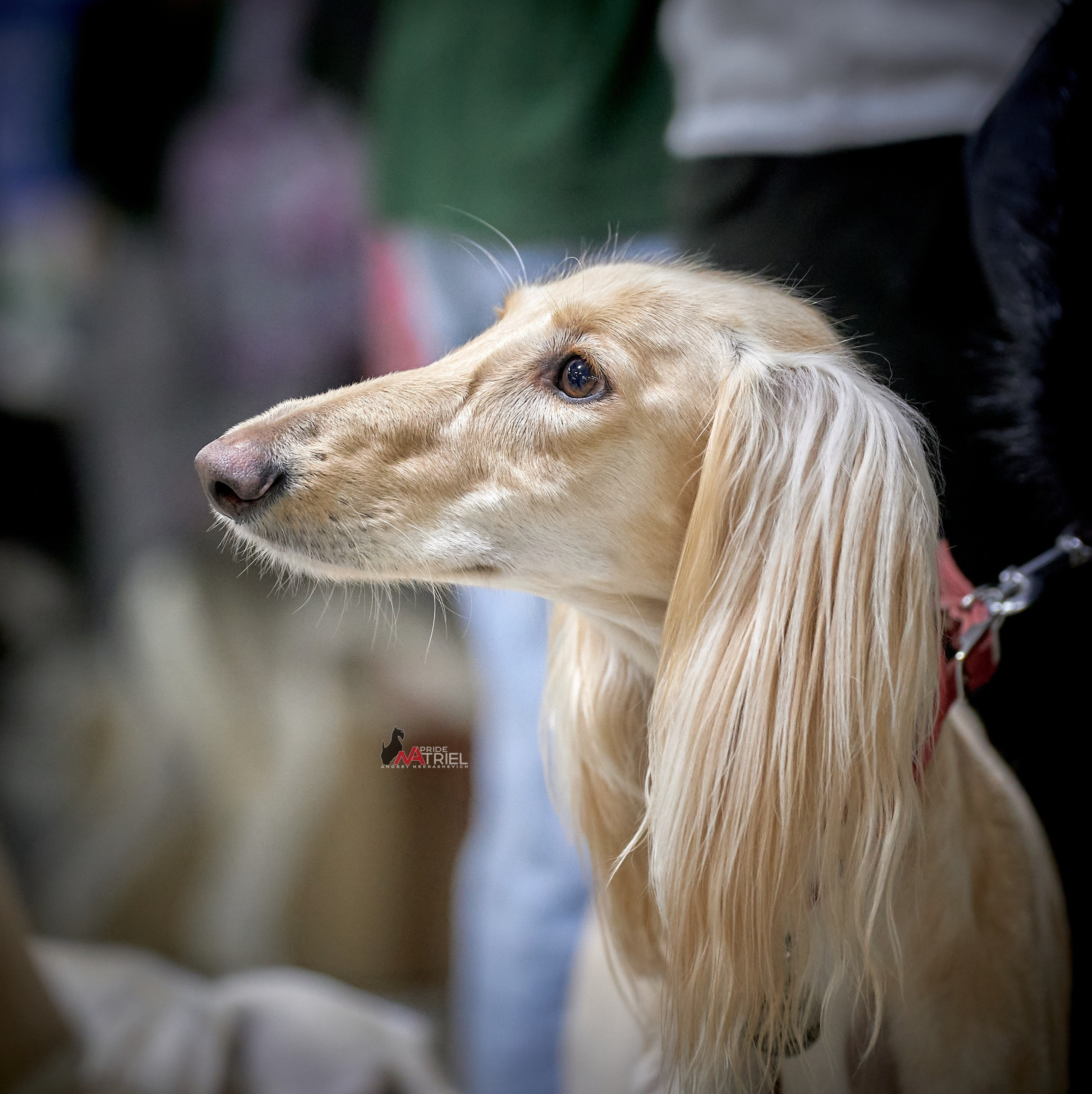 Портреты собак — галерея NATRIEL