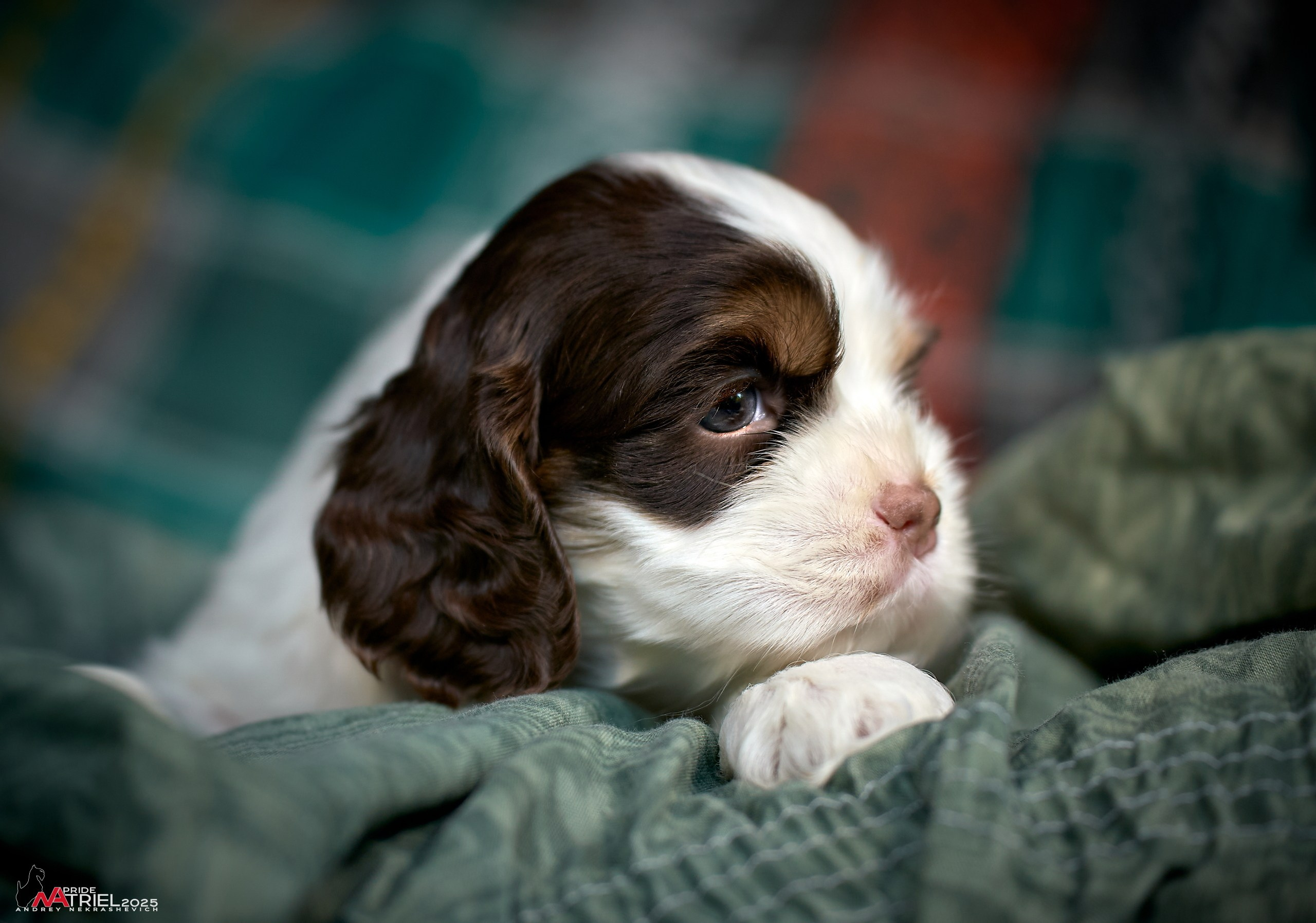 Щенки АмКокеров