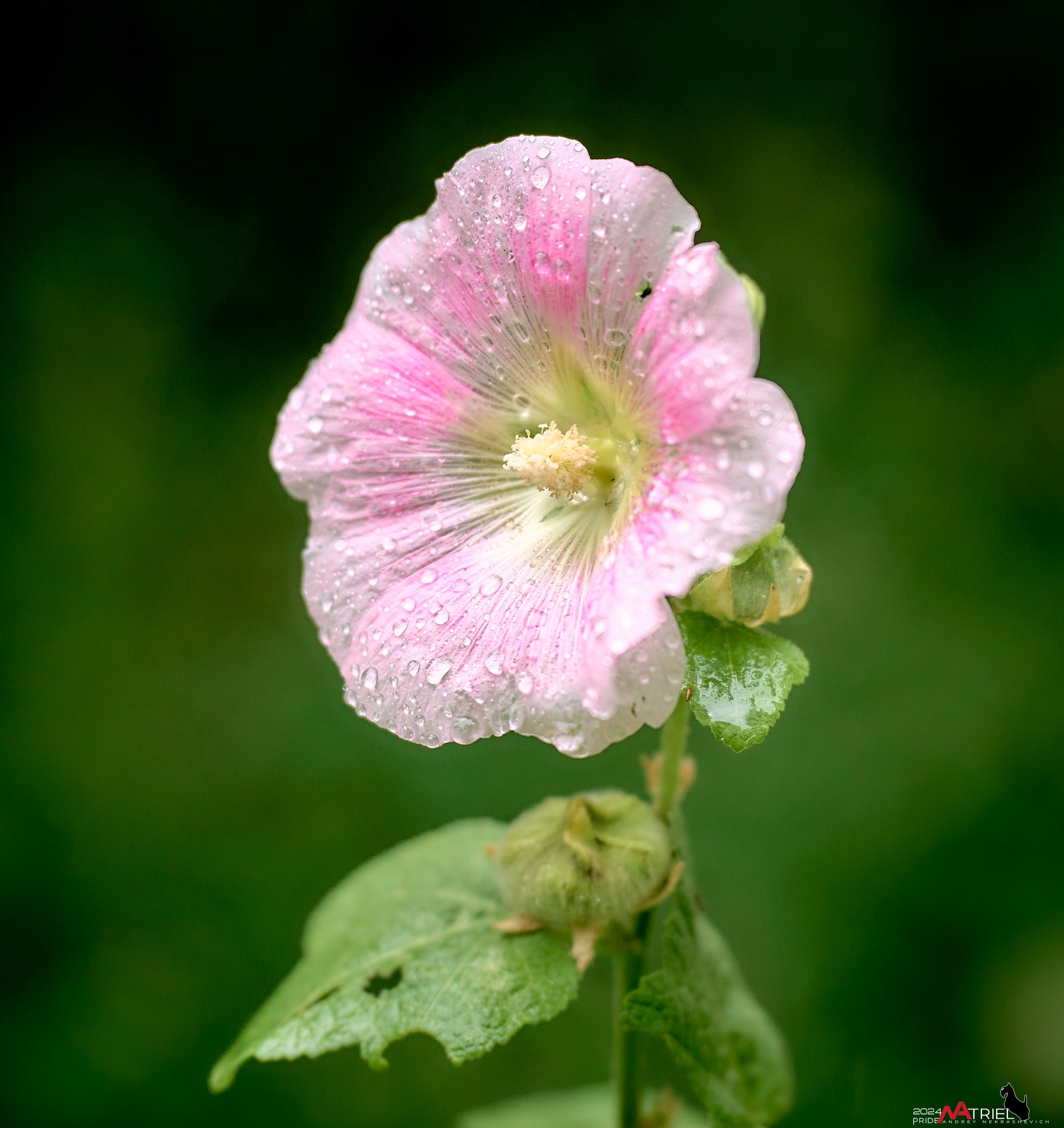 Съемка природы после дождя