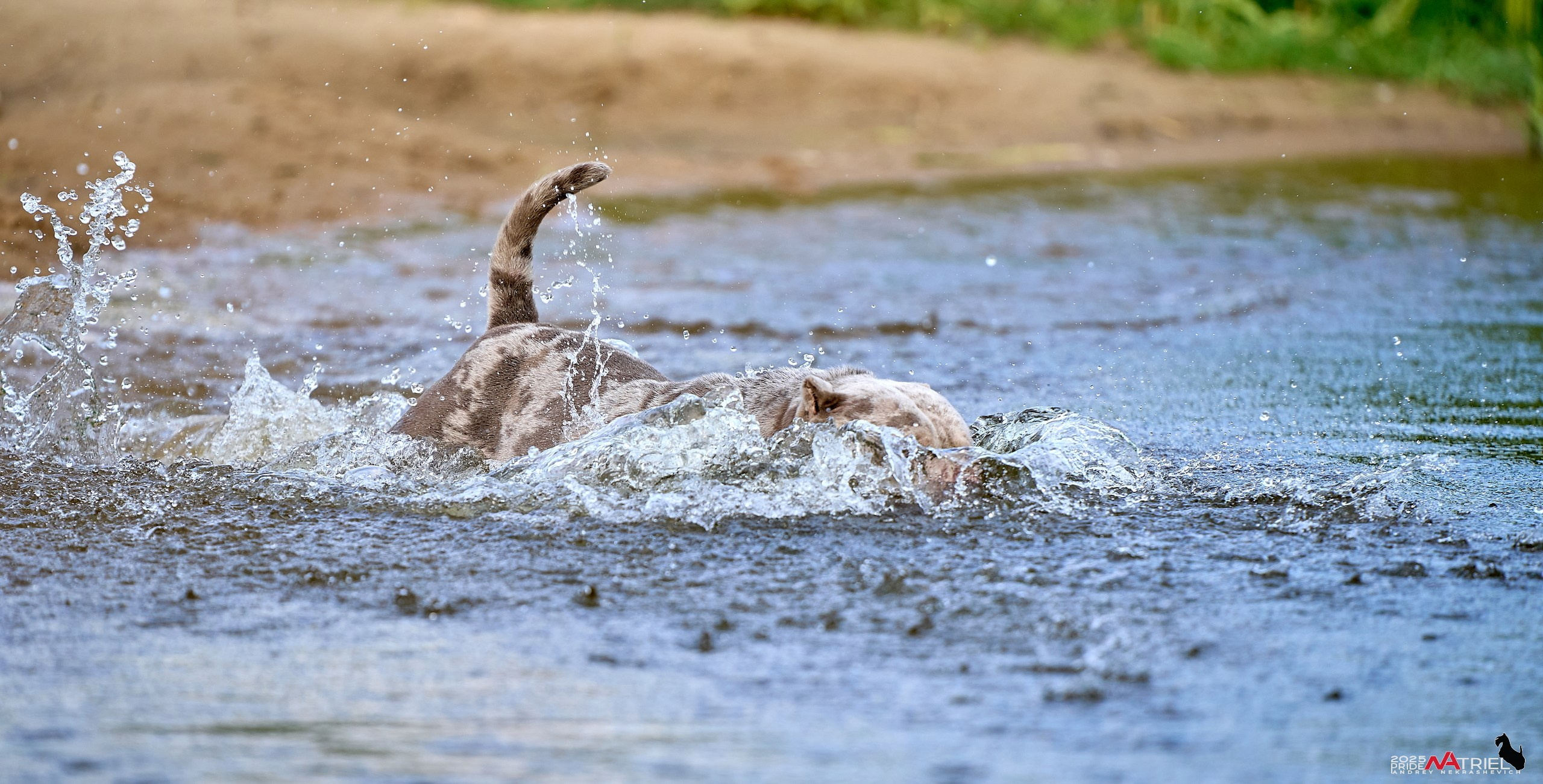 Съемка собак породы булли на природе
