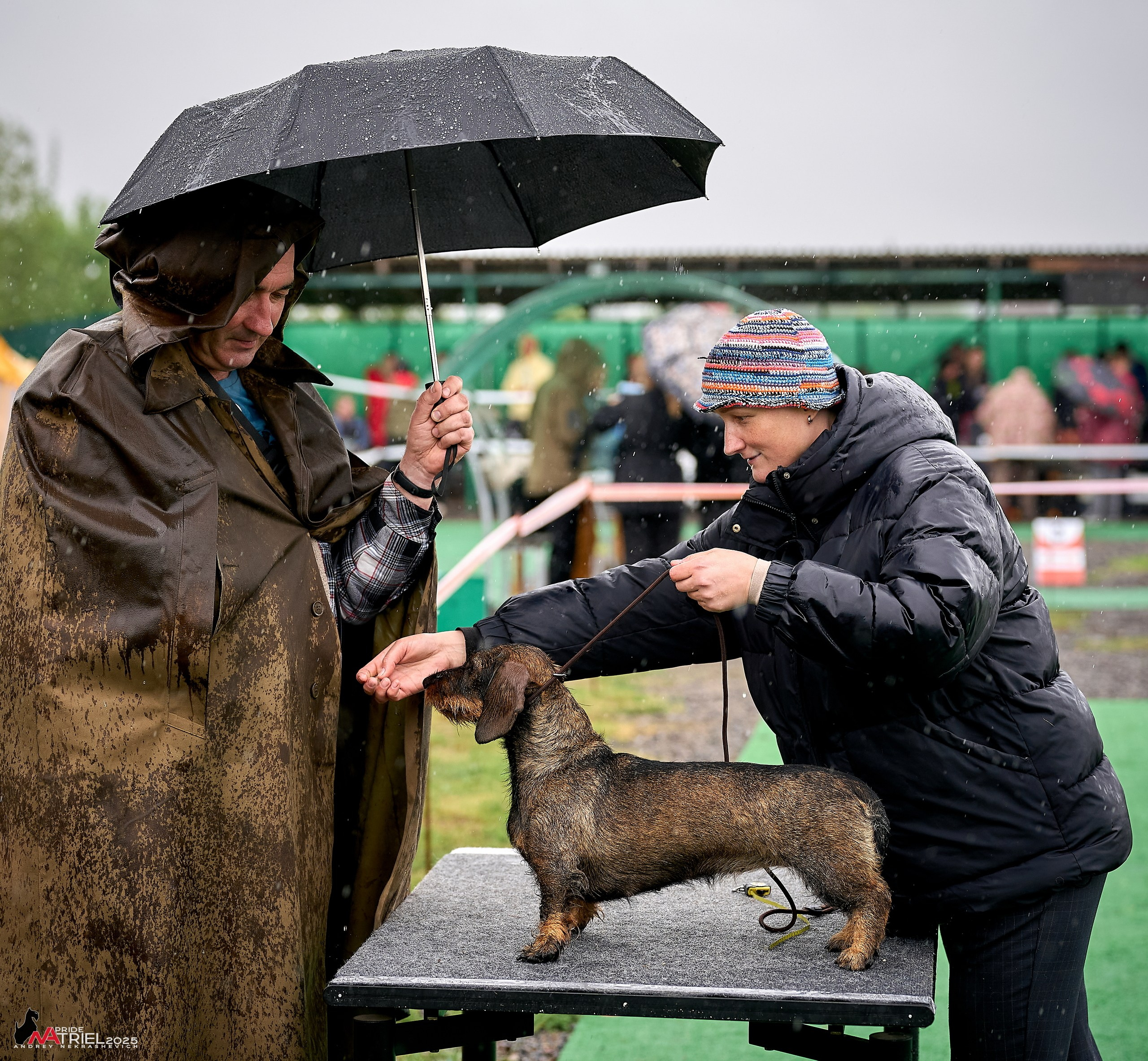 Репортаж с выставки собак