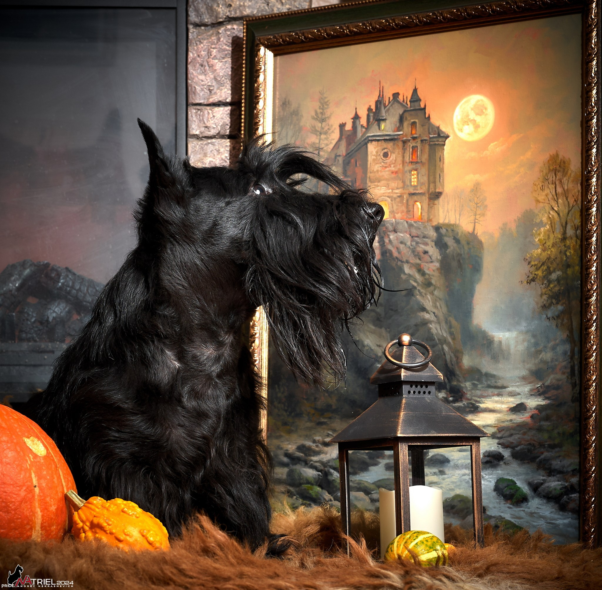 Фотопрогулка с собаками