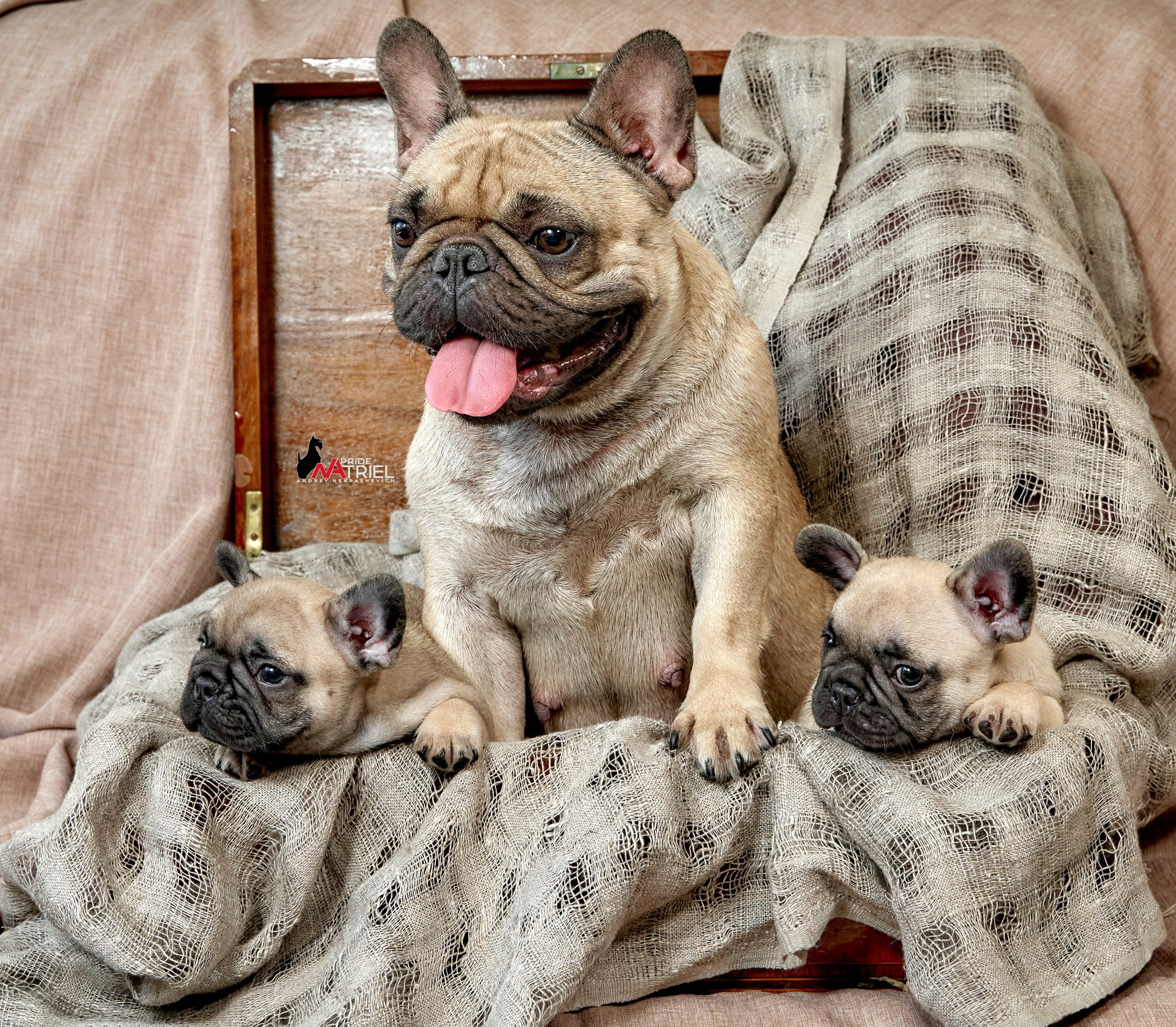 Щенки дома — галерея NATRIEL