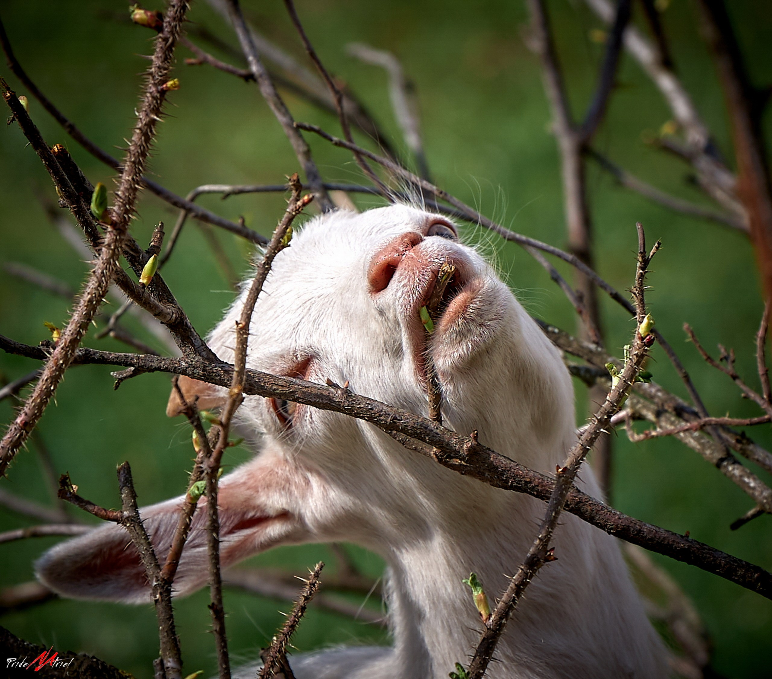 Животные — галерея NATRIEL