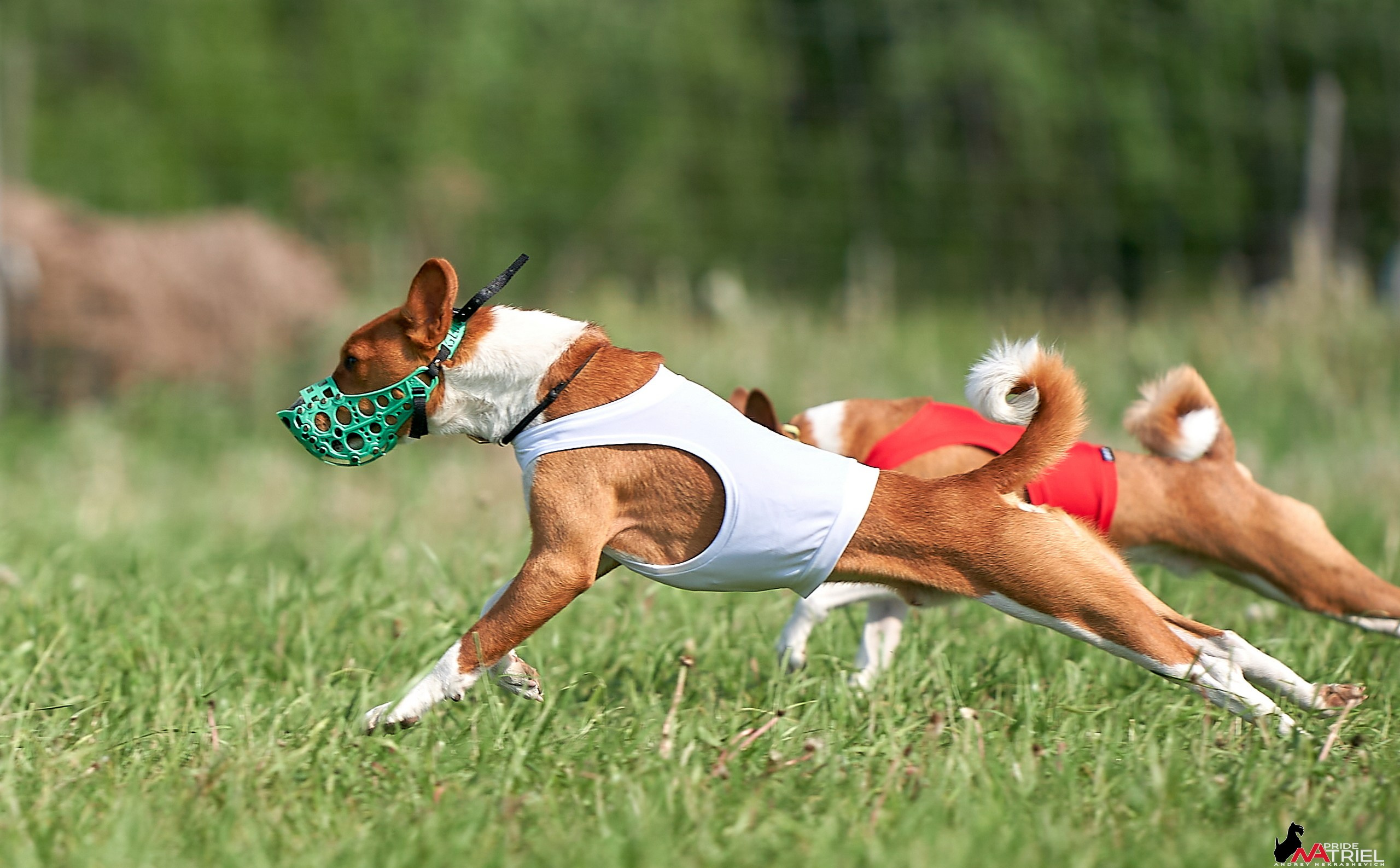 Съемка курсинг — галерея NATRIEL