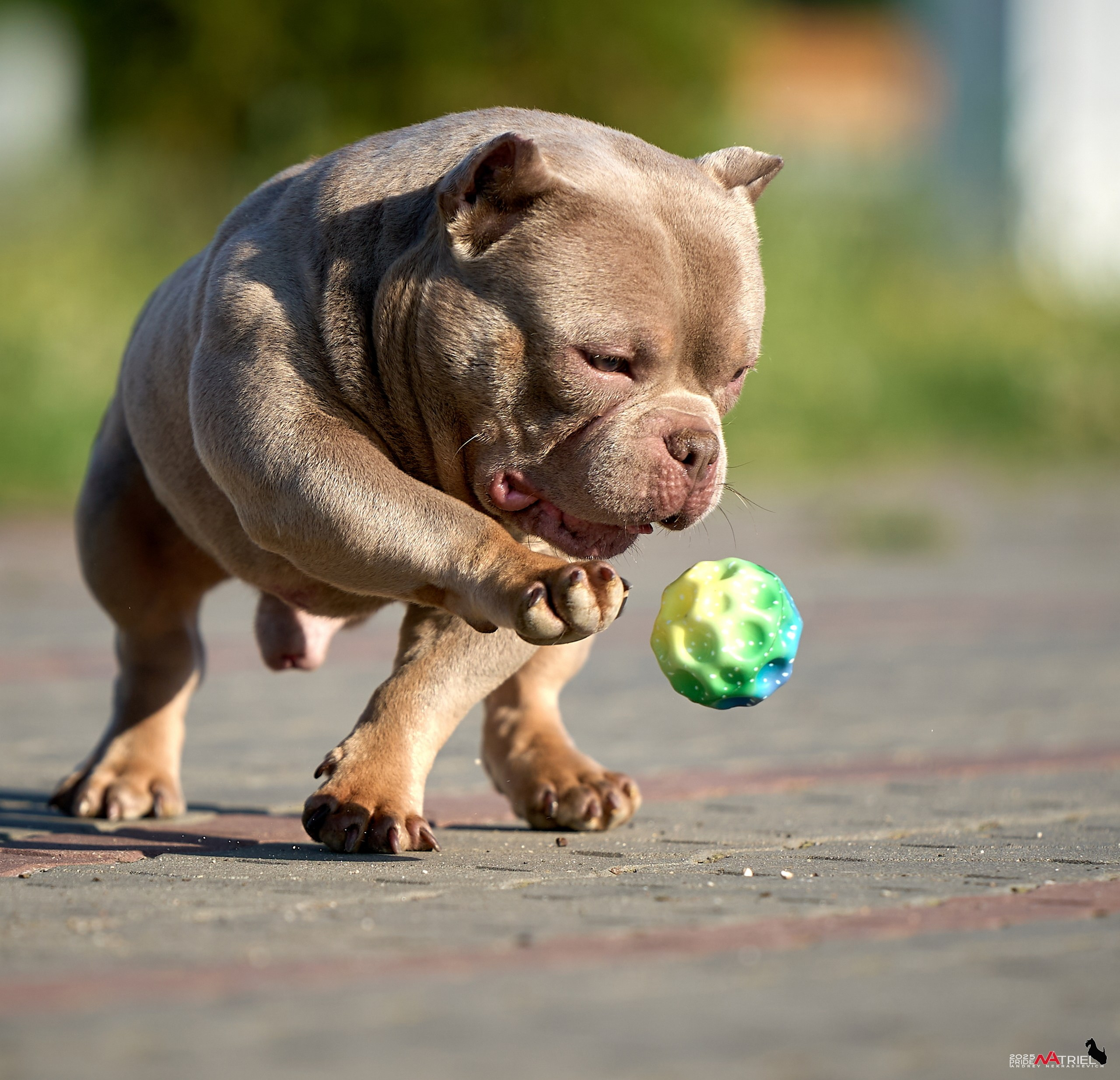 Съемка собак породы булли на природе