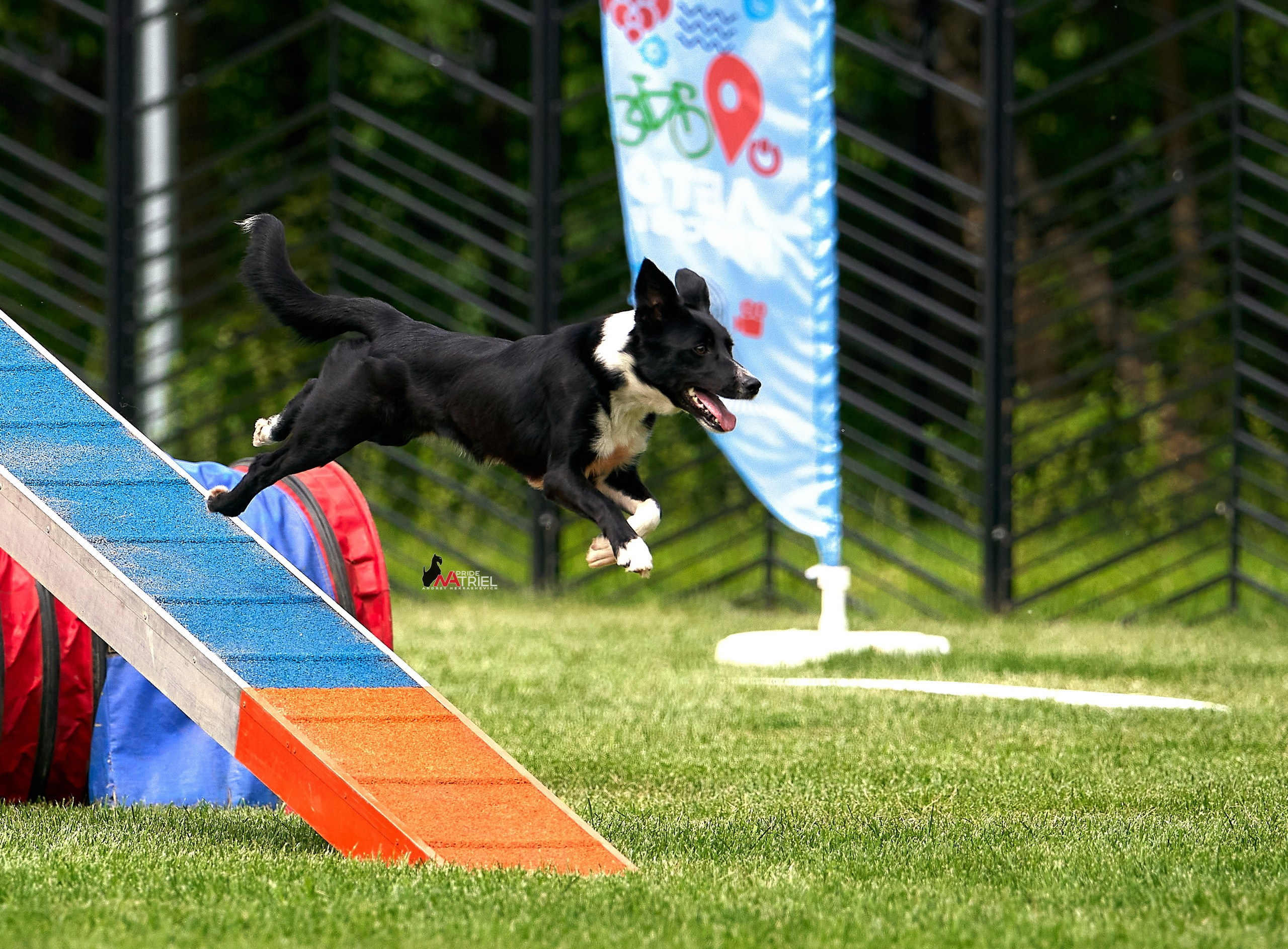 Аджилити — галерея NATRIEL