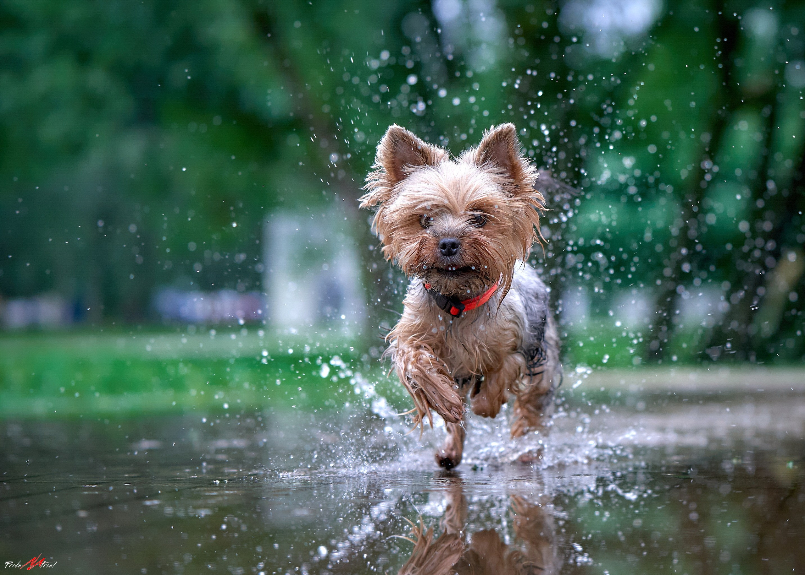 Йоркширский терьер Циля