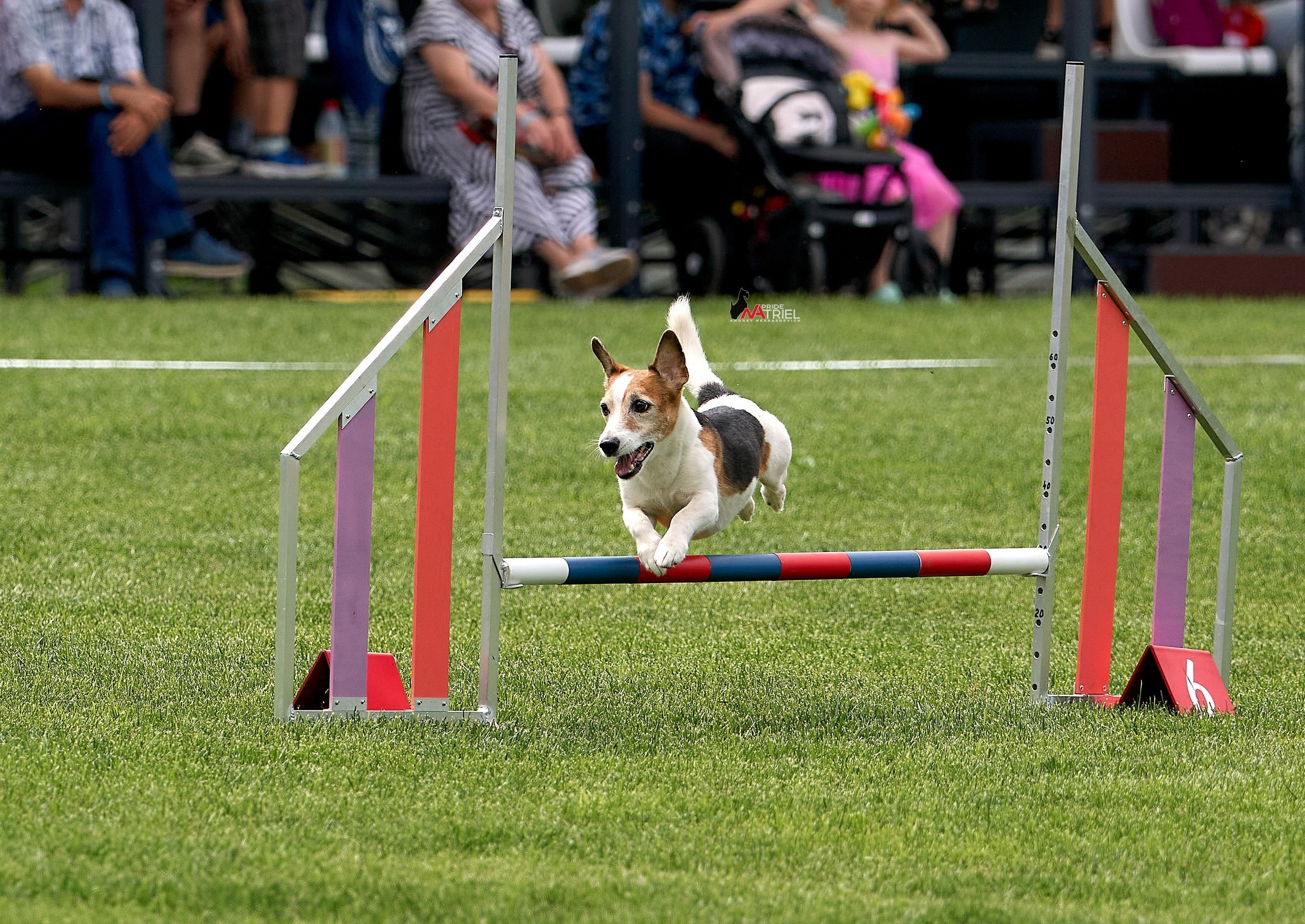 Аджилити — галерея NATRIEL