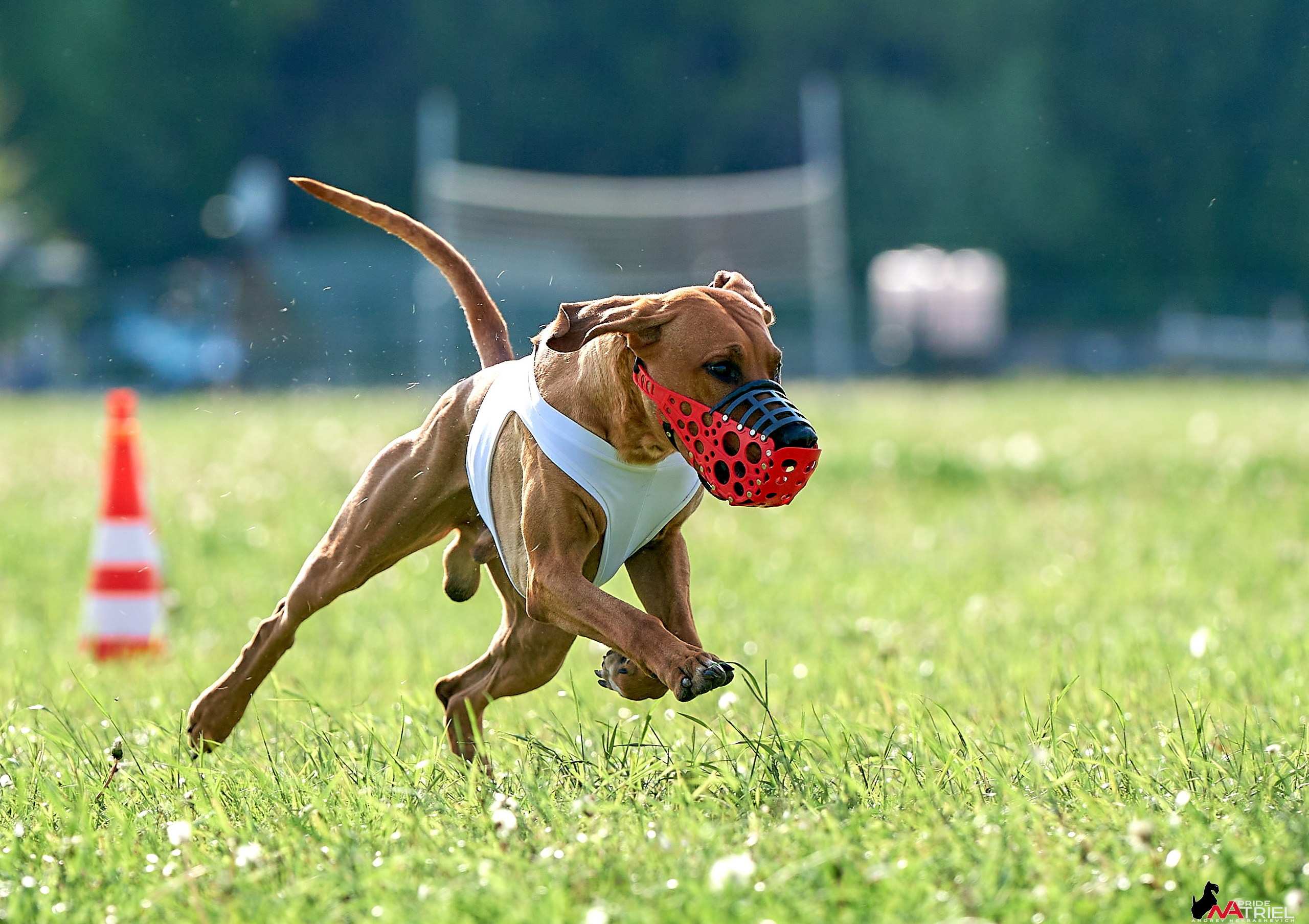 Съемка курсинг — галерея NATRIEL