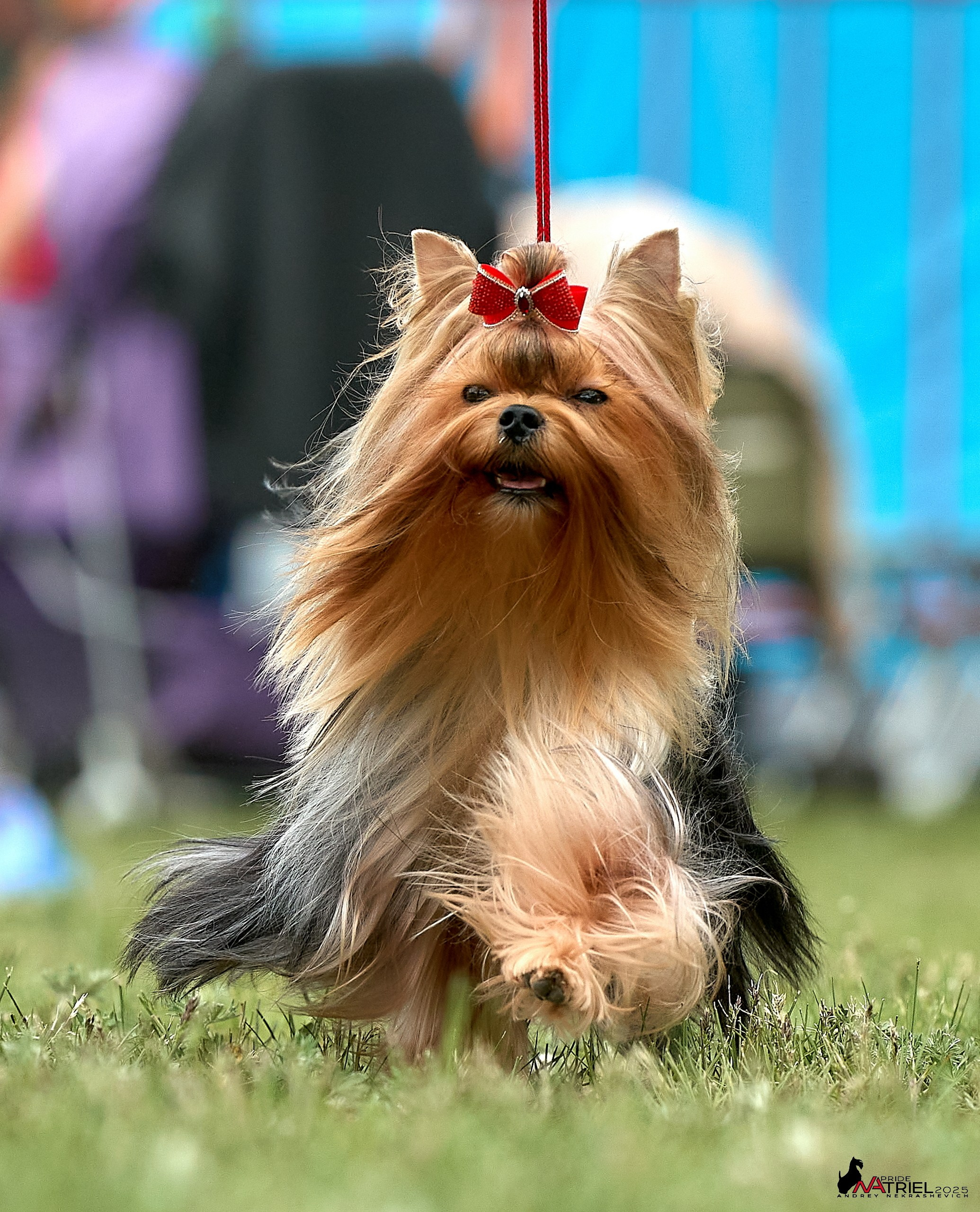 Выставка собак Суздаль-Владимир