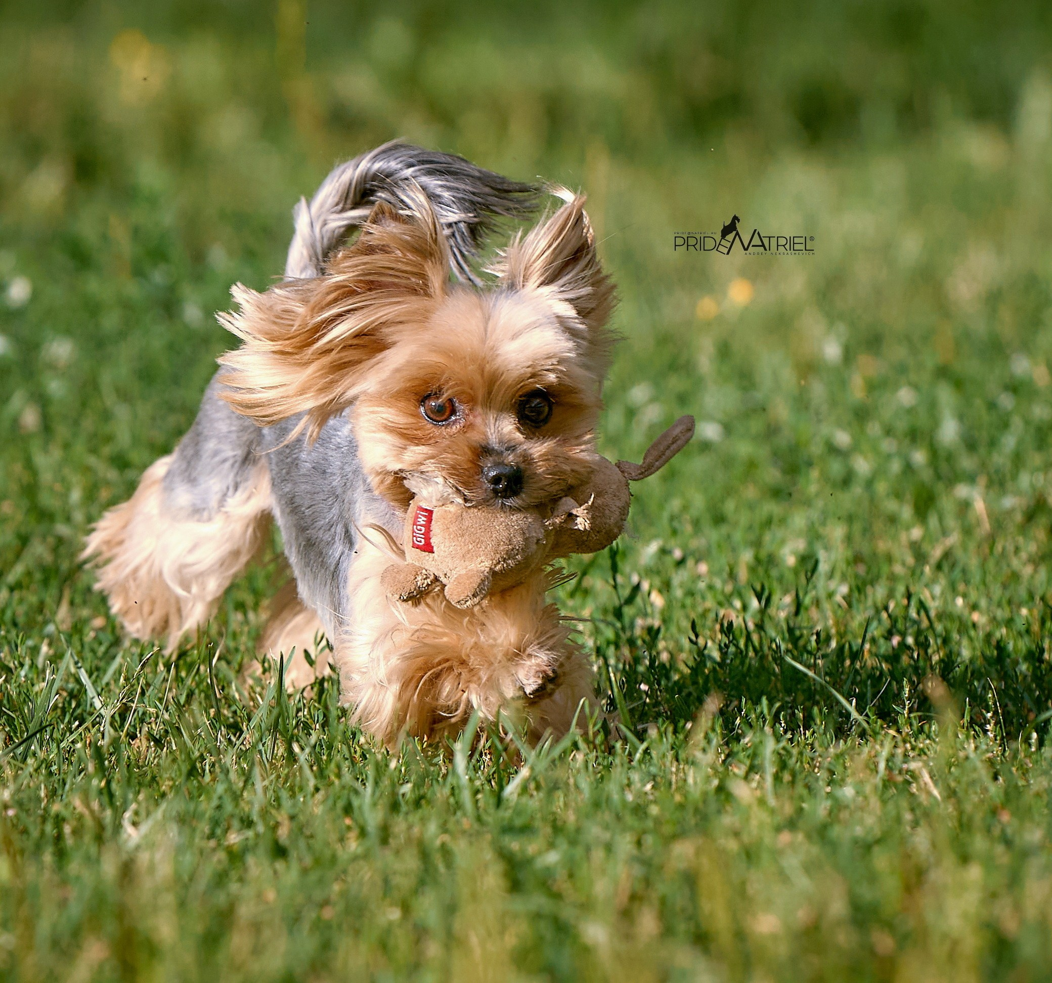 Йоркширский терьер Циля