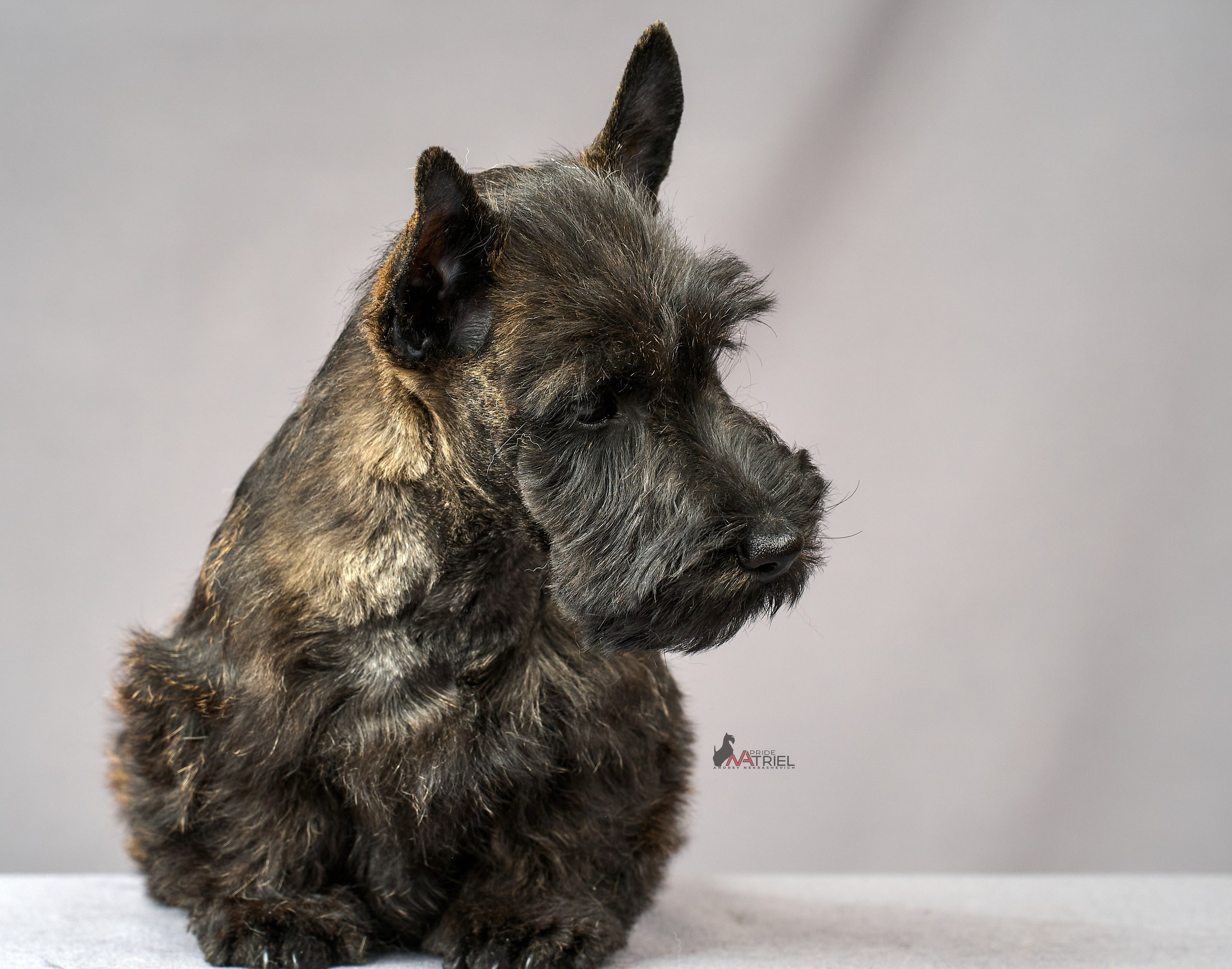 Съемка щенков скотч-терьеров