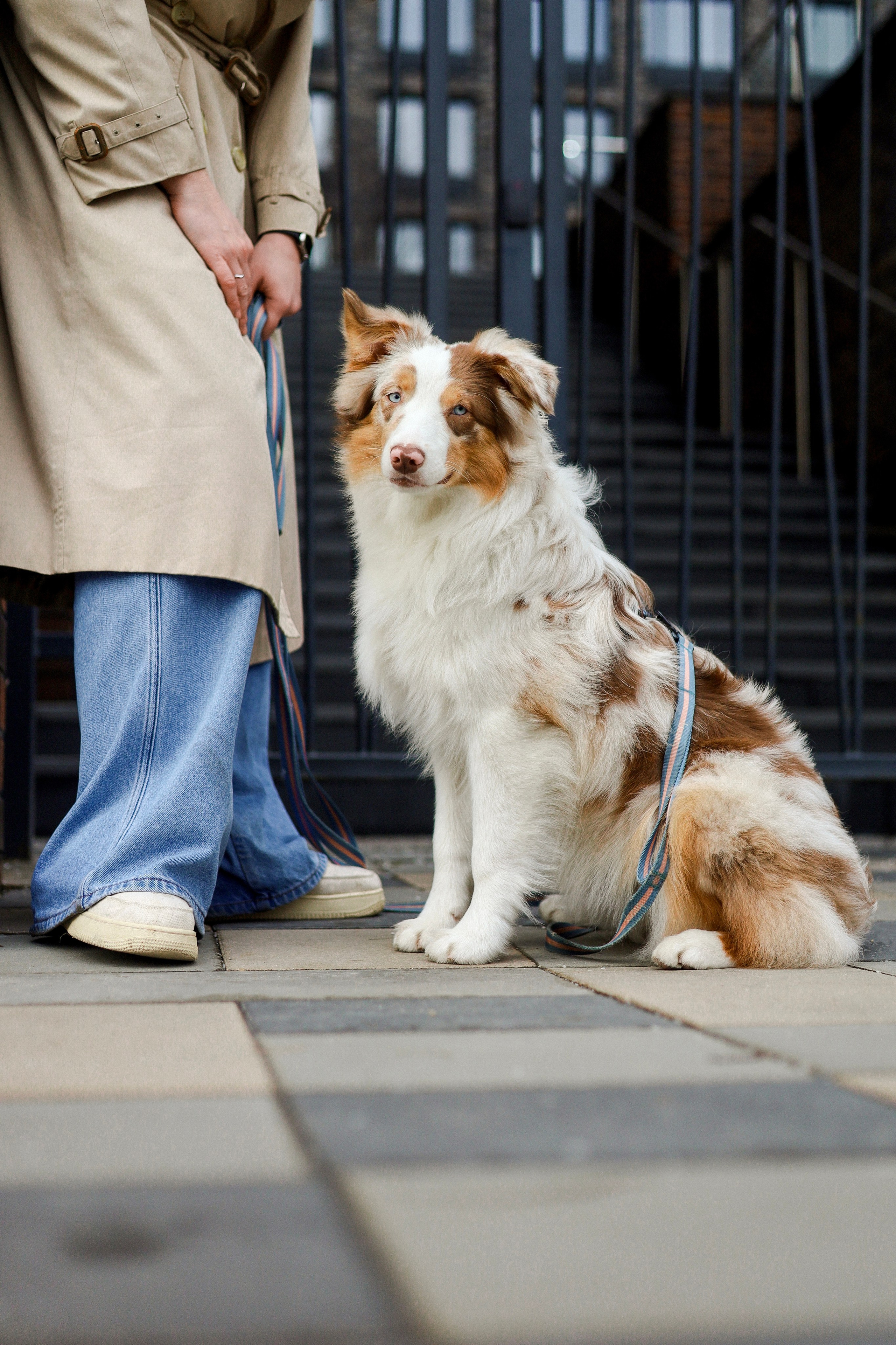 Бри и Яна. Фотограф-анималист Ксения Шевцова|Москва