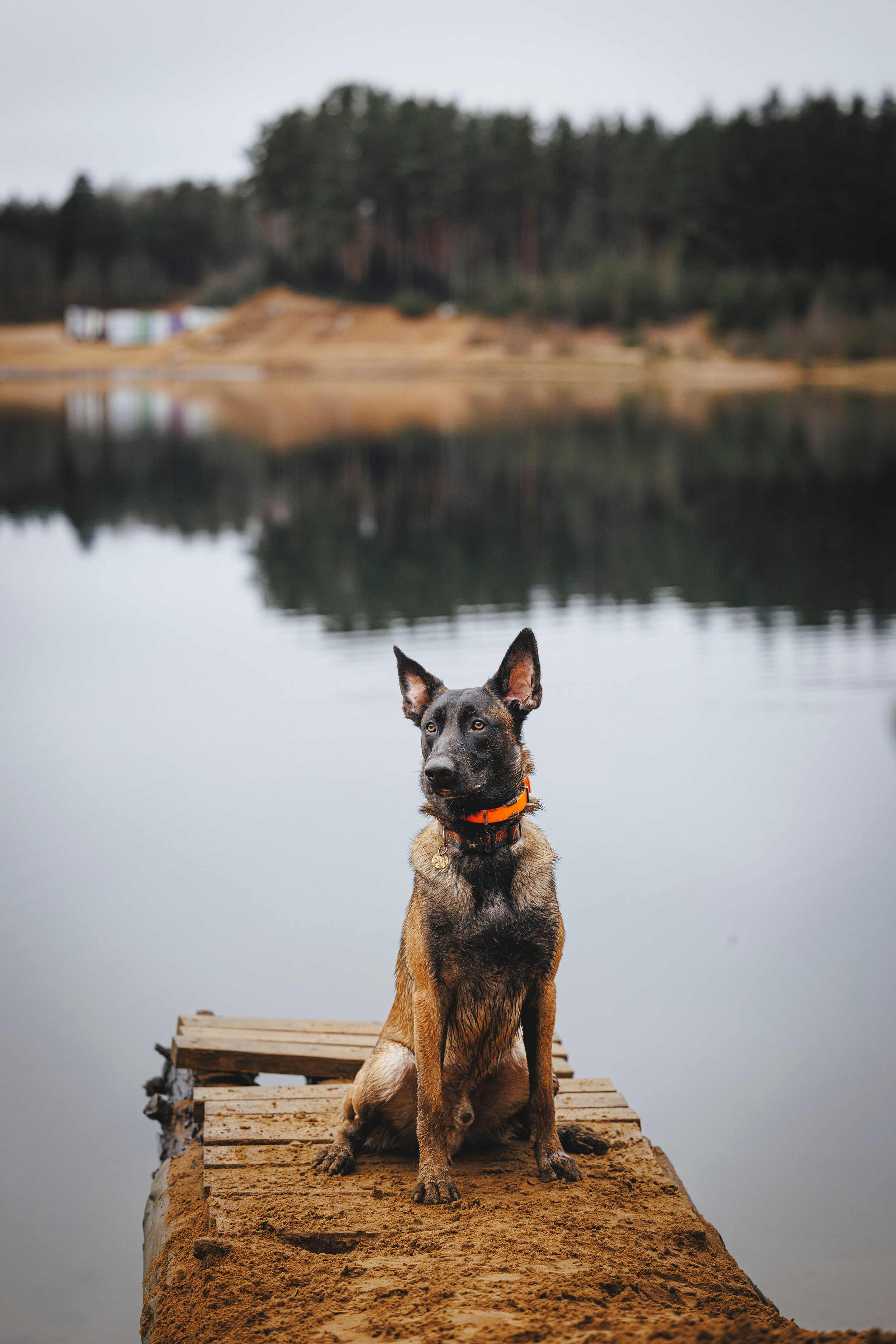 Омен, Айс и Рицу. Фотограф-анималист Анна Маринич