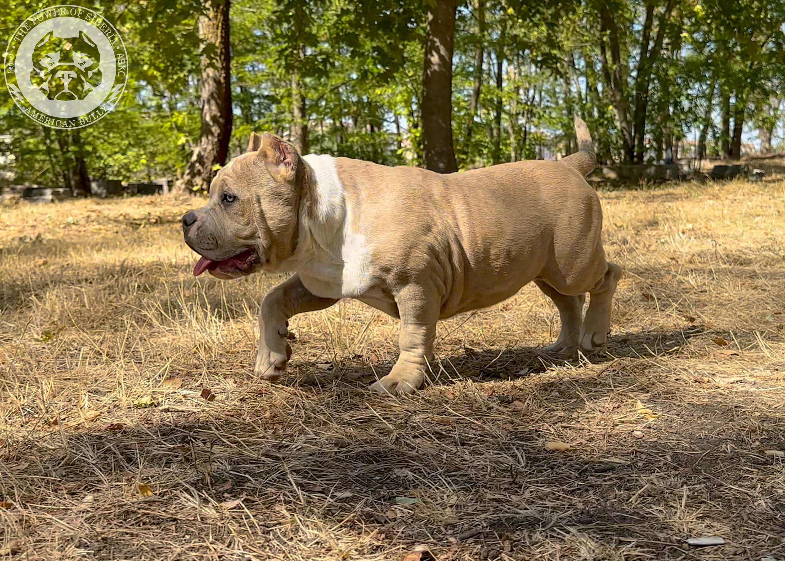 Помет Каспер и Тагира. 21.04.25. Американский Булли в г. Ростов-на-Дону. Питомник THE POWER OF SIBERIA
